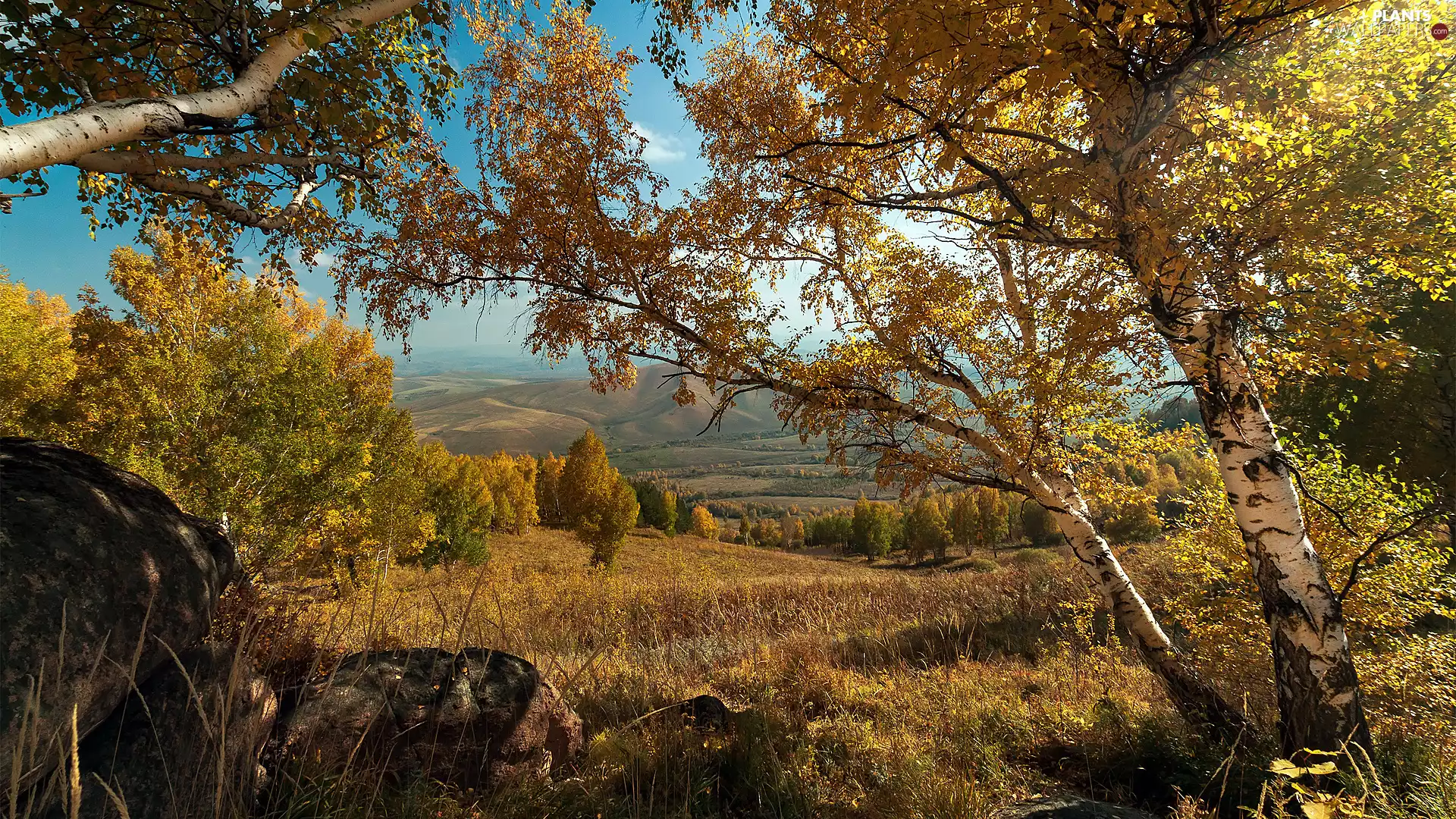 viewes, birch, The Hills, trees, autumn