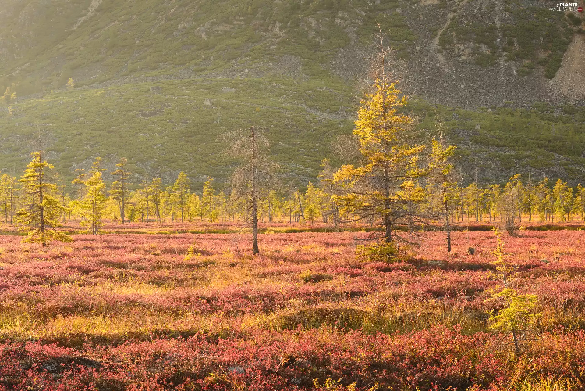 viewes, grass, The Hills, trees, autumn