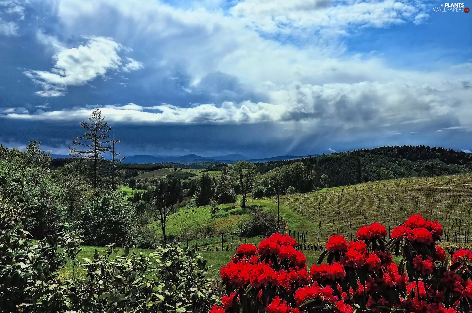 The Hills, clouds, rhododendron, Sky