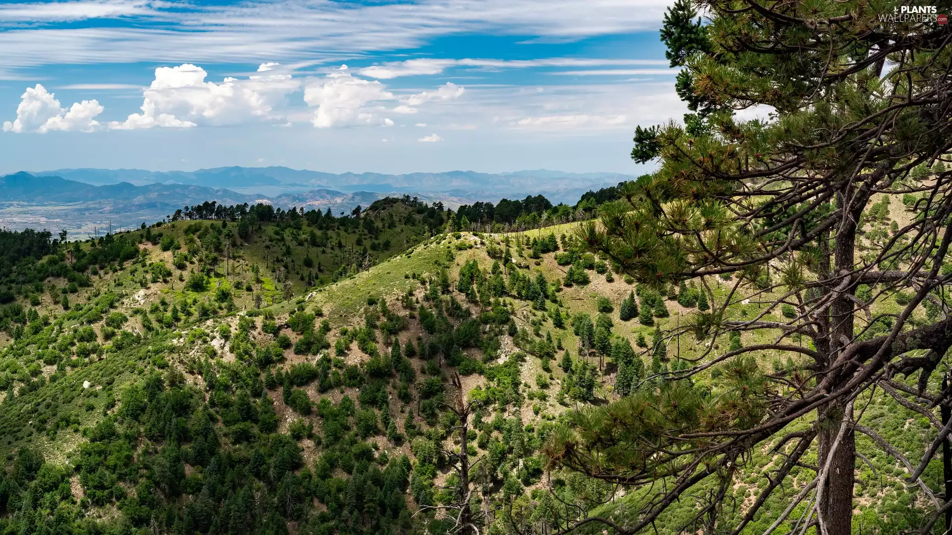 viewes, pine, The Hills, trees, Mountains