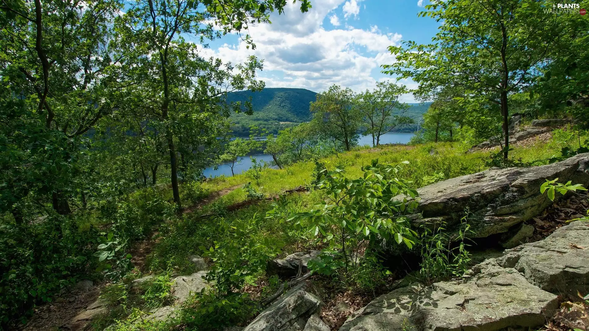 trees, green ones, Stones, River, viewes, The Hills
