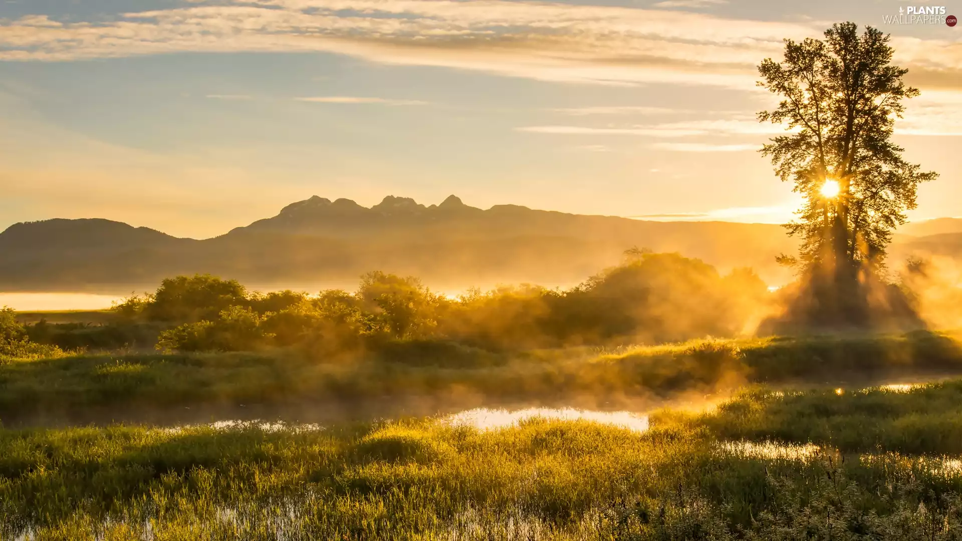 Fog, British Columbia, Jerry Sulina Park, The Hills, trees, Canada, Maple Ridge, trees, Sunrise, viewes