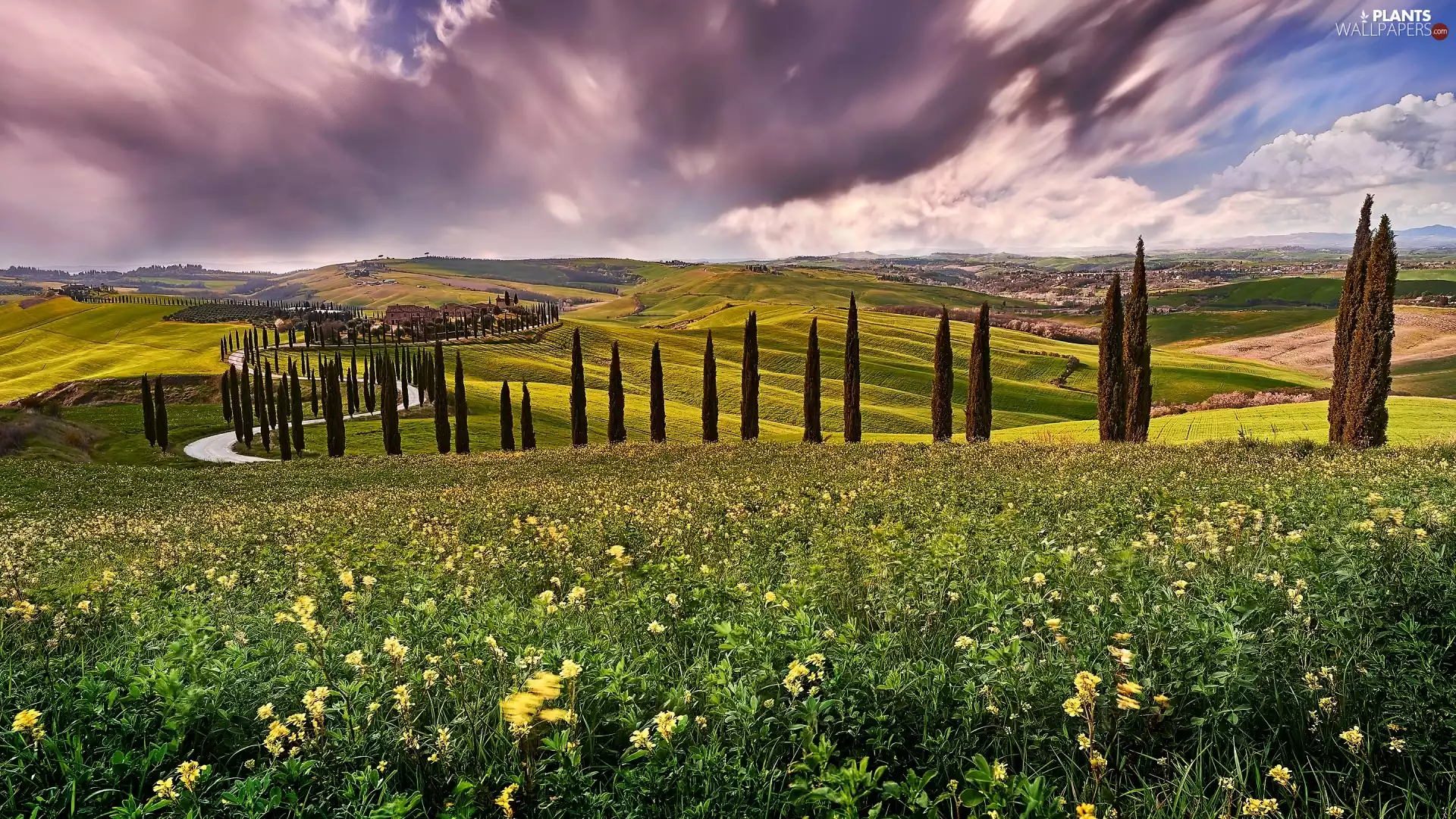 Flowers, Way, viewes, Tuscany, cypresses, The Hills, trees, Italy, clouds, Meadow