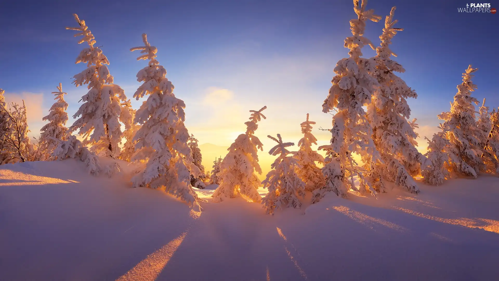 Spruces, Sunrise, The Hills, Snowy, winter