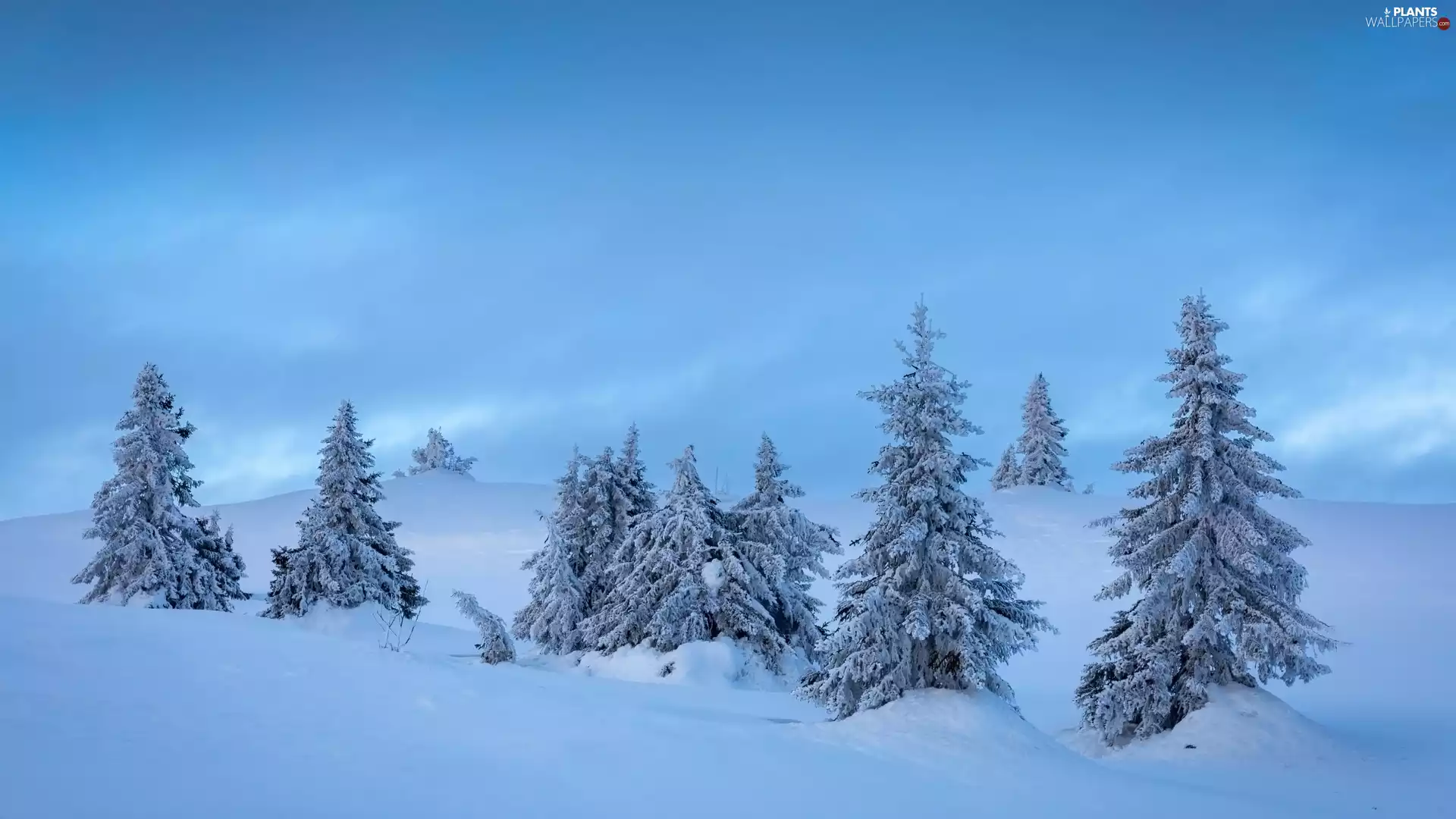 viewes, drifts, The Hills, trees, winter