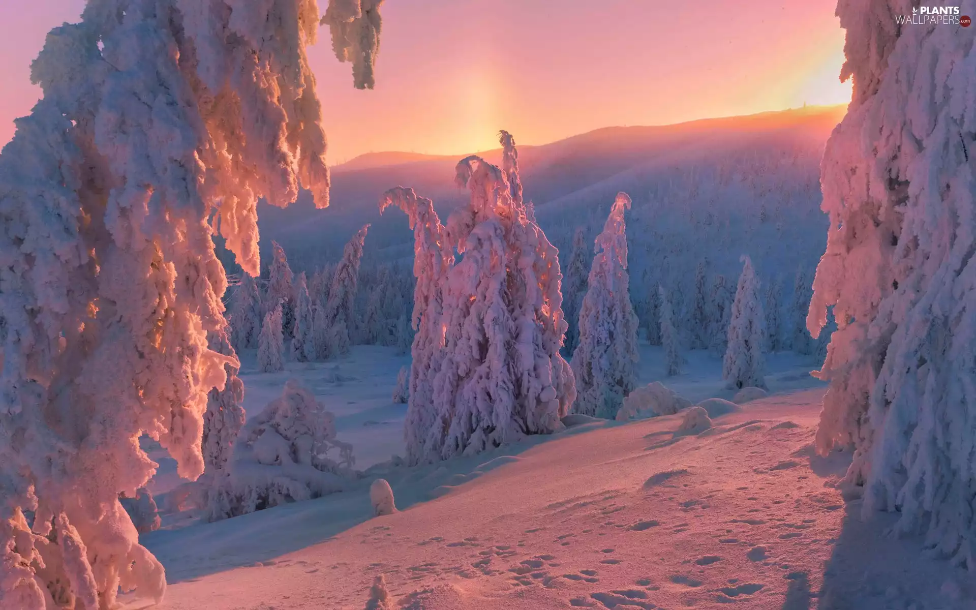 viewes, frosty, The Hills, trees, winter