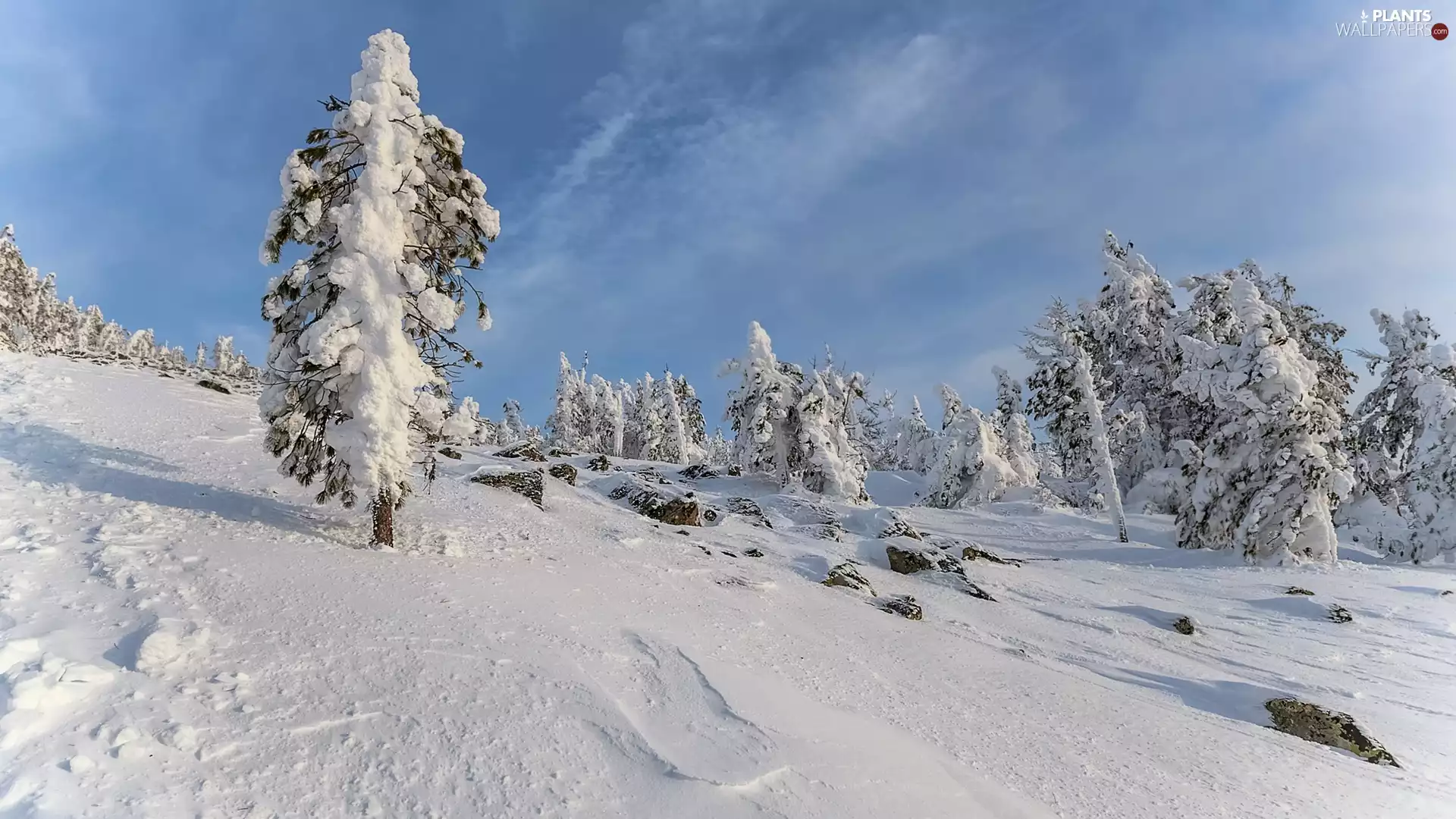 viewes, Stones, The Hills, trees, winter