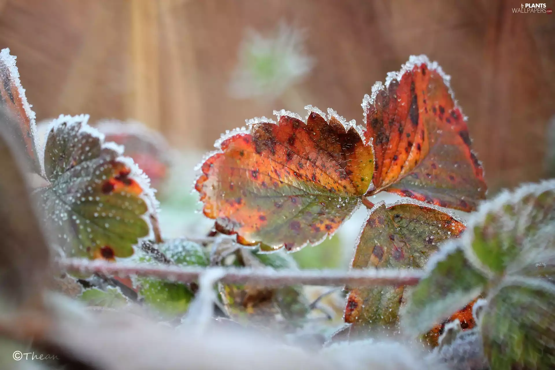 hoarfrost, frozen, Leaf