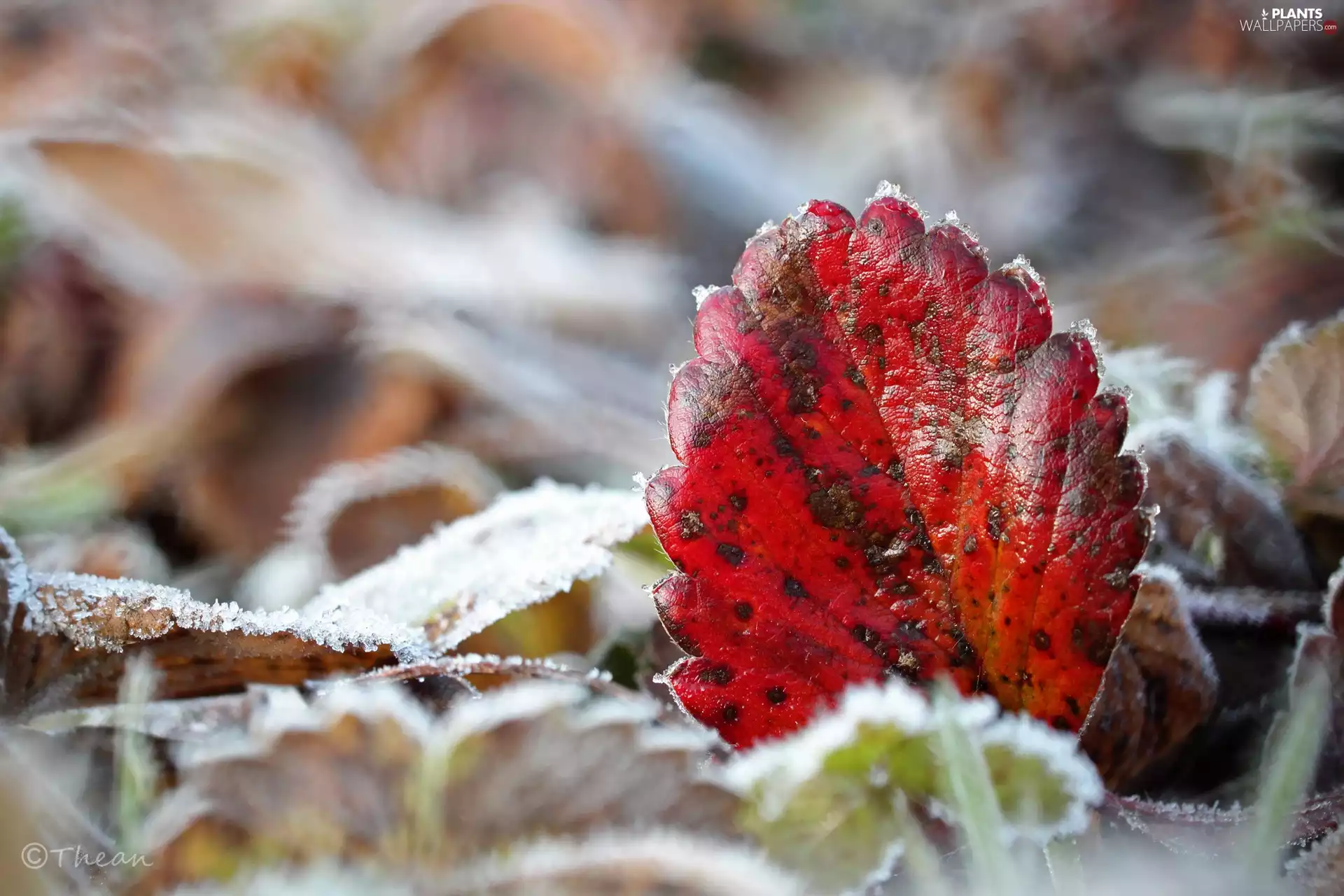 hoarfrost, frozen, Leaf