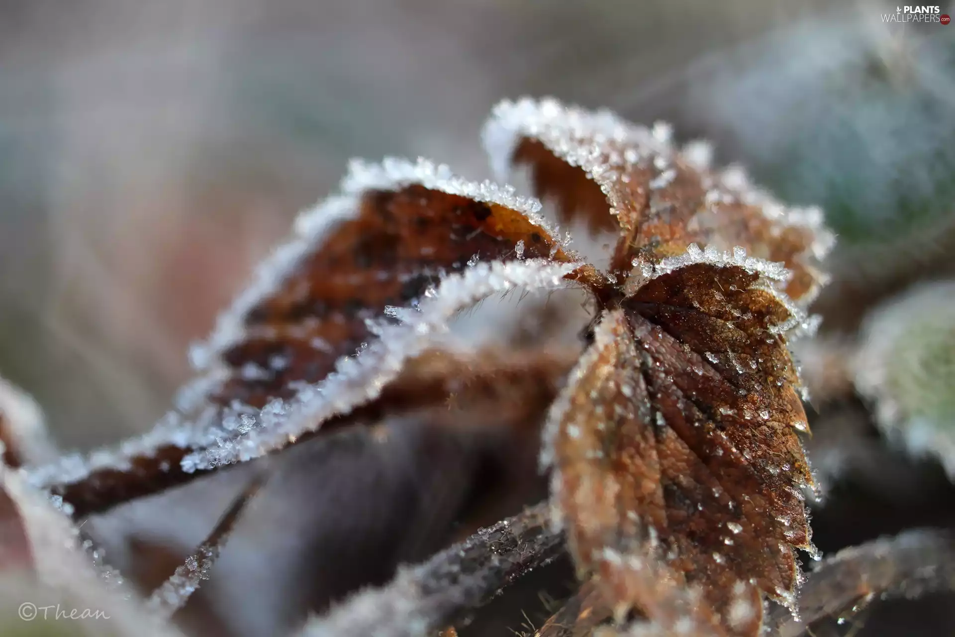 leaf, crystals, ice, hoarfrost