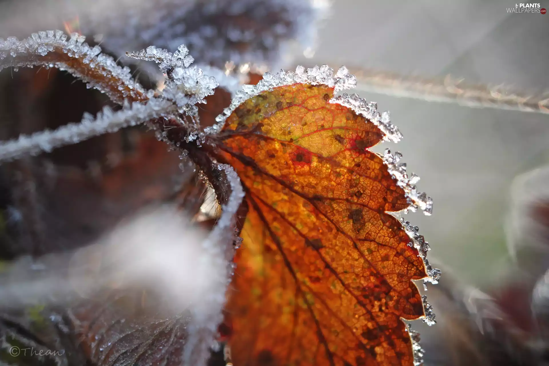 leaf, crystals, ice, hoarfrost