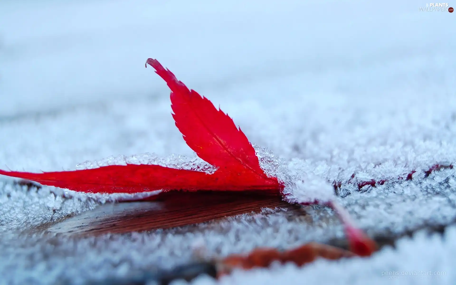 hoarfrost, Red, leaf