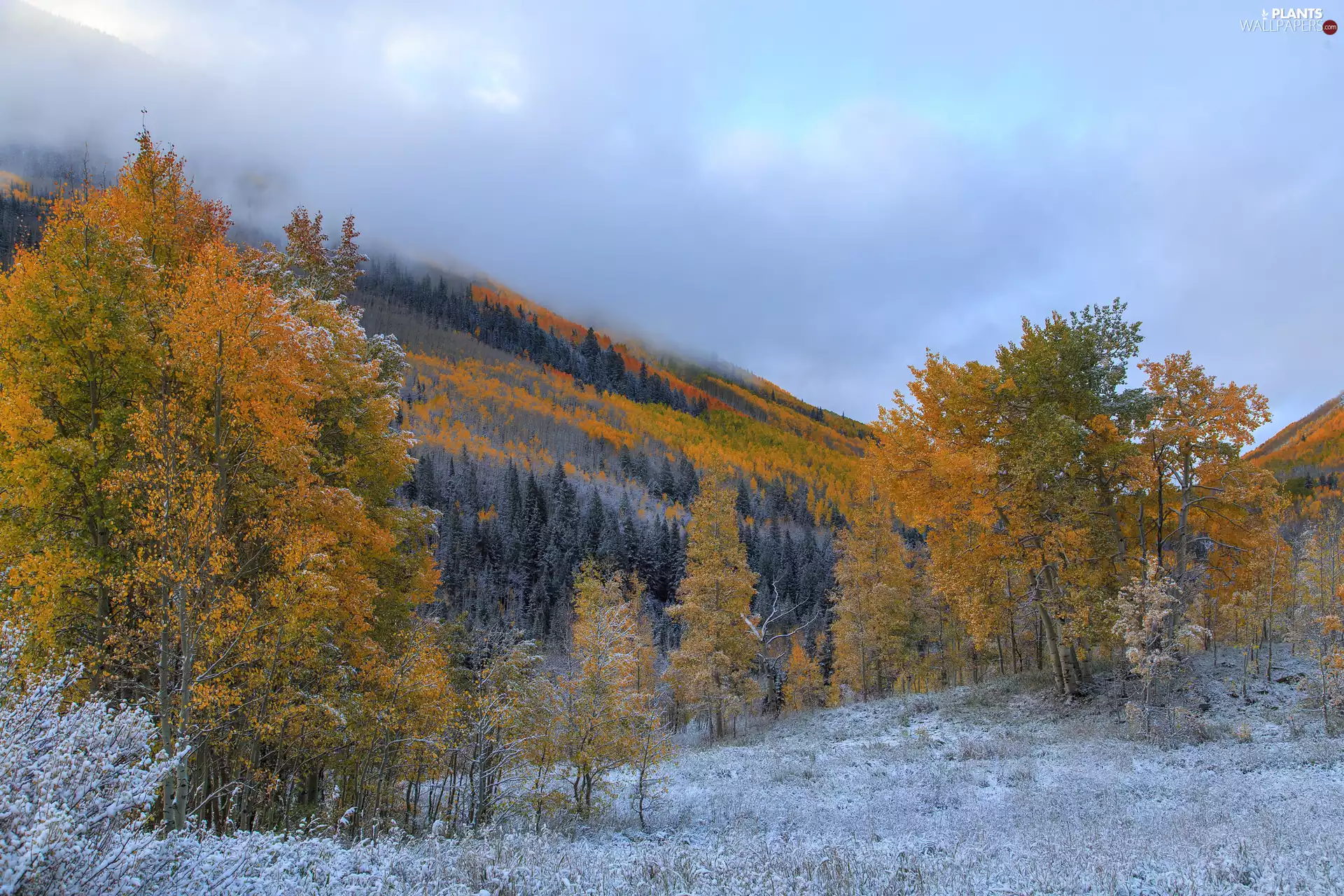 woods, autumn, viewes, hoarfrost, trees, Mountains
