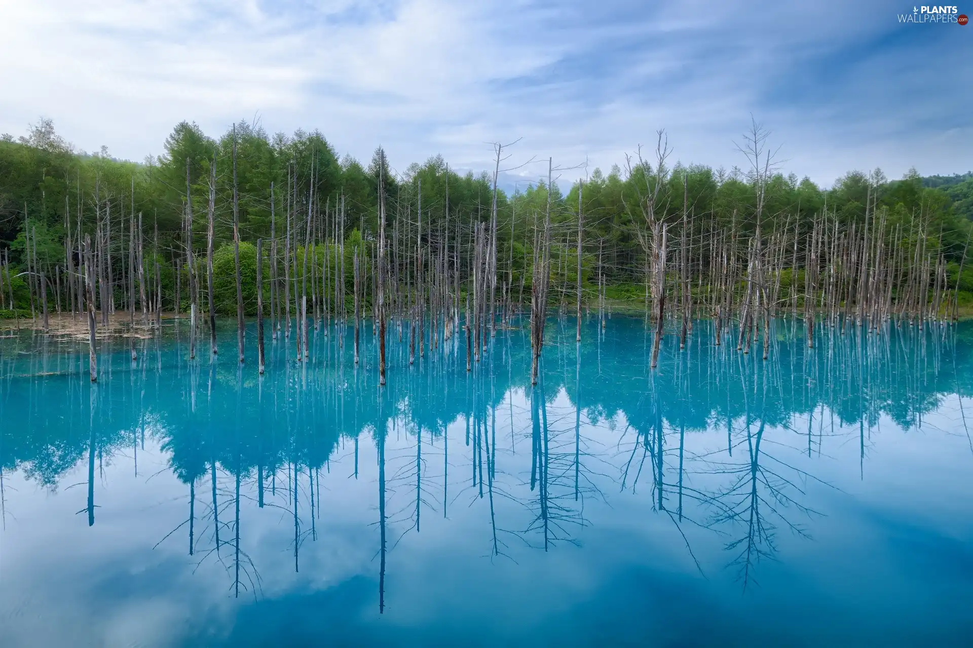 Hokkaido, blue, trees, viewes, Japan, Pond - car