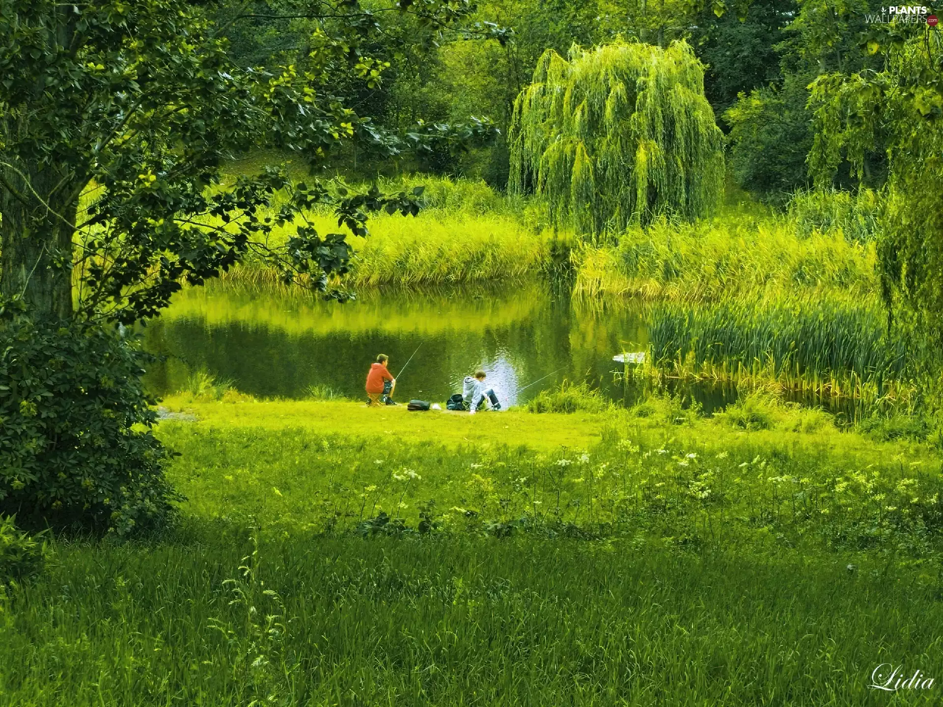 viewes, holiday, brook, trees, summer