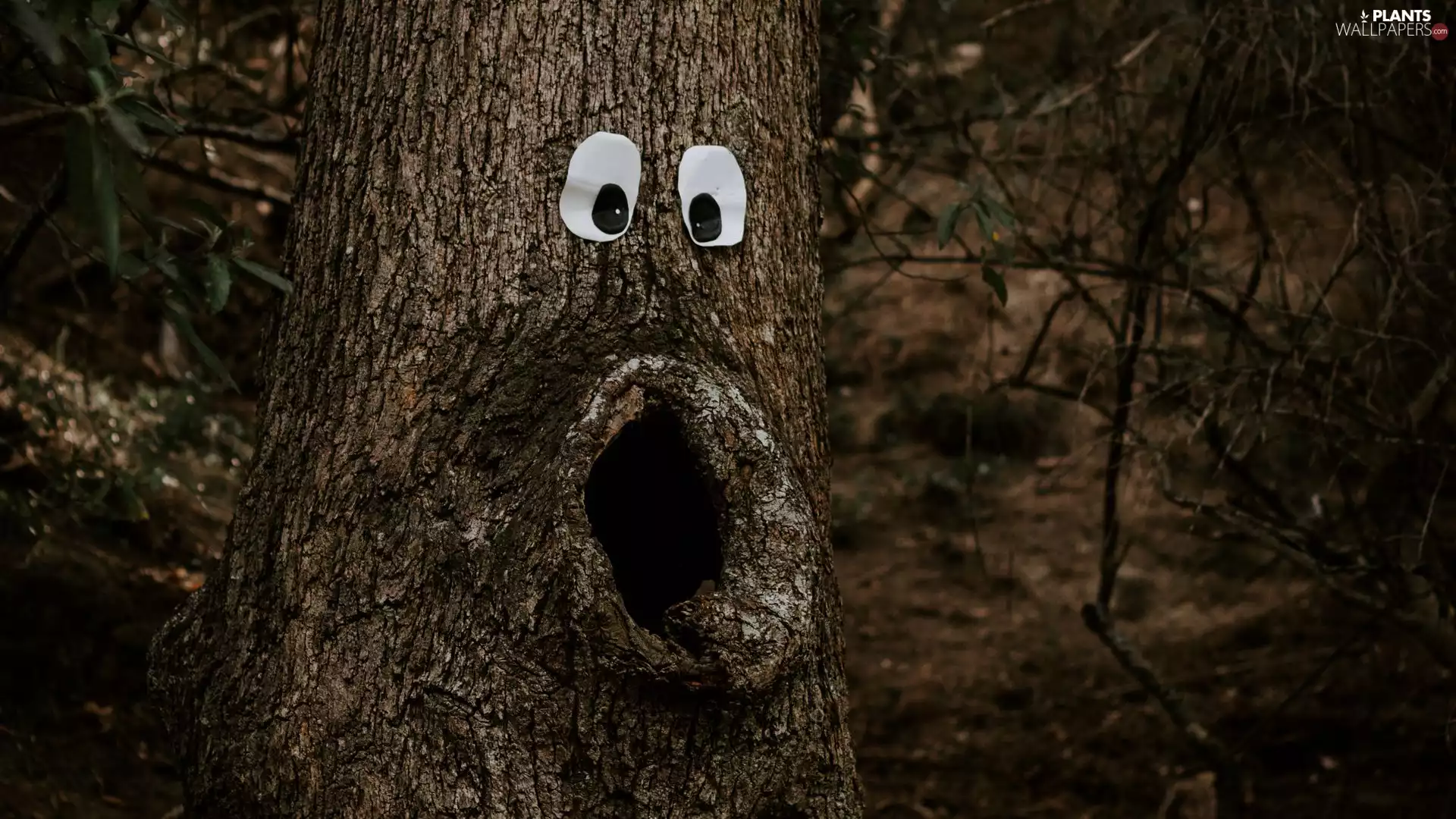 trunk, Funny, Eyes, hollow, cork, trees