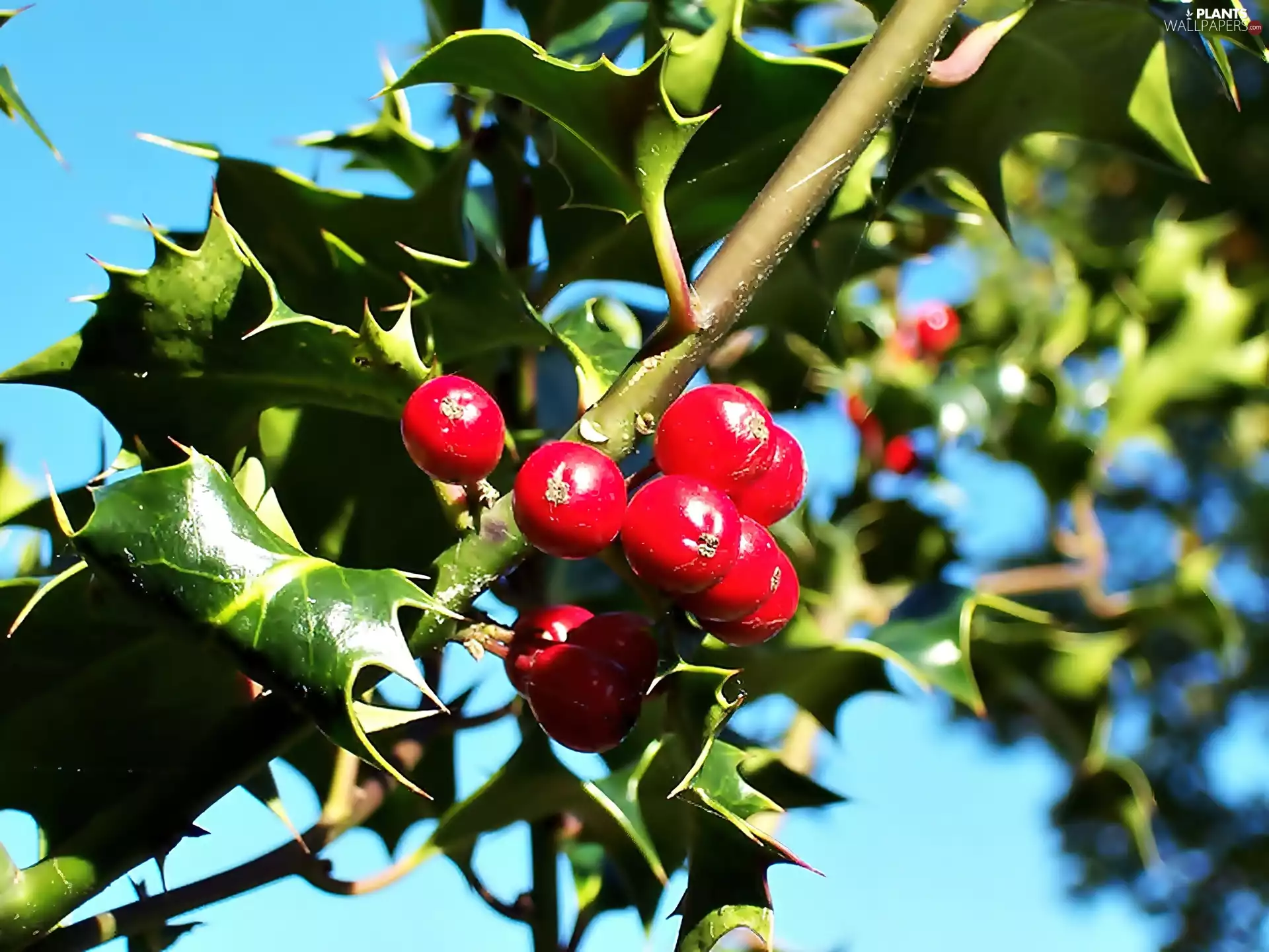 twig, Red, Fruits, holly