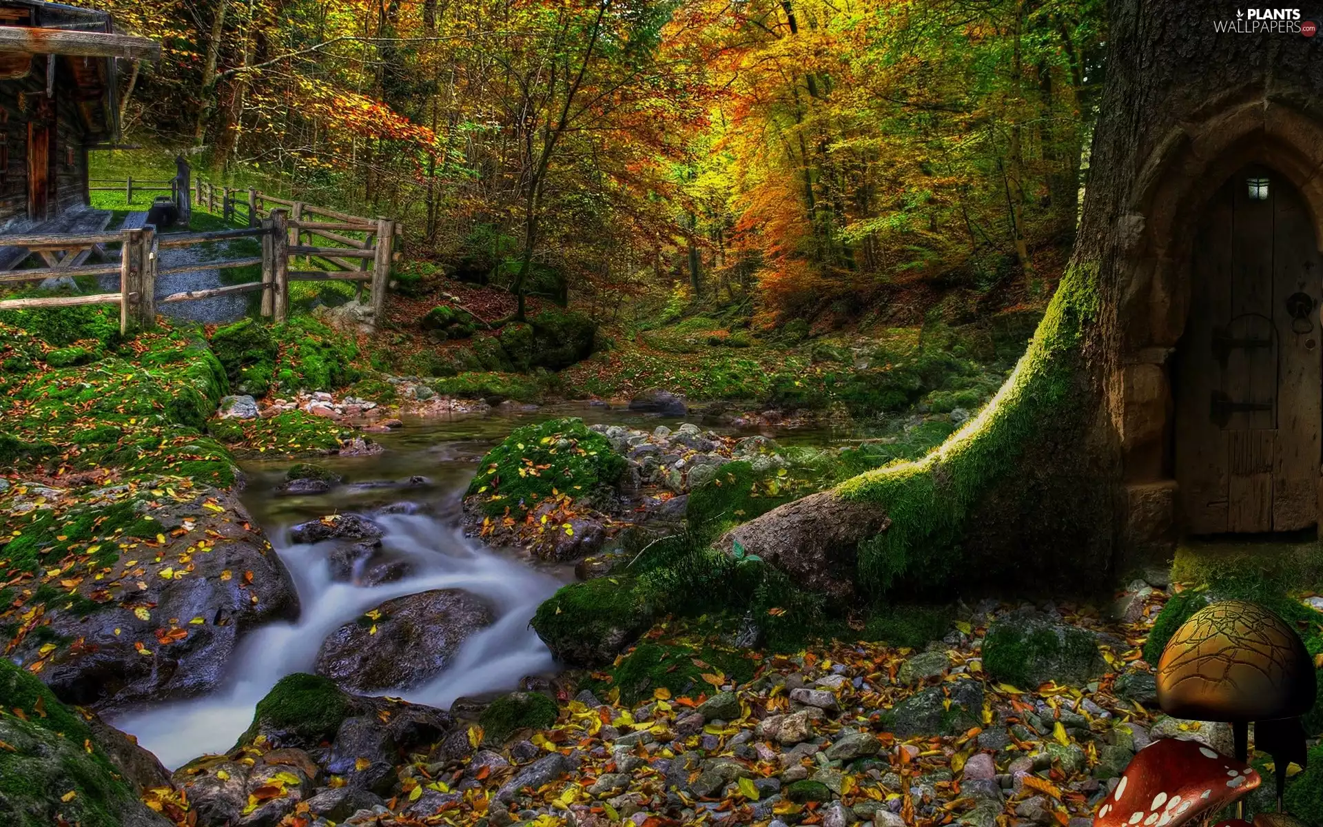 Leaf, trees, autumn, viewes, forest, Stones, stream, Home