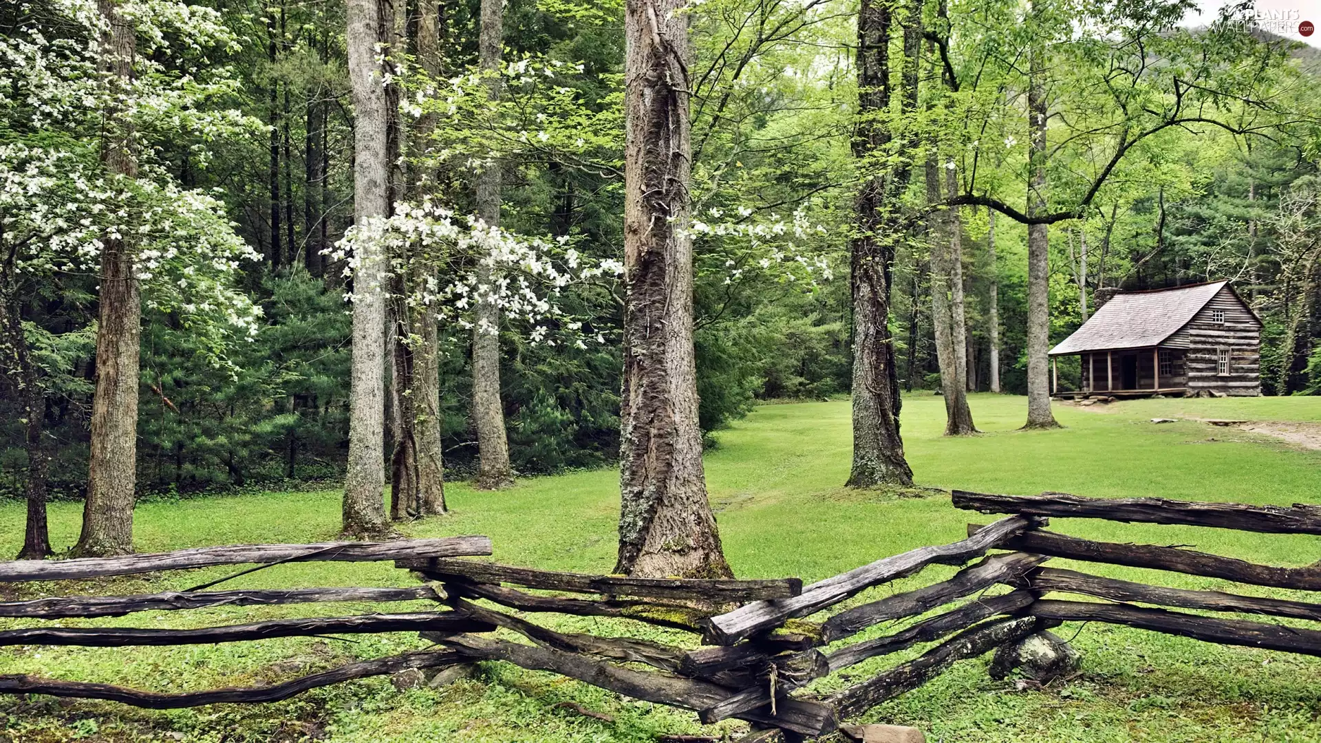 Home, Forest, fence, ##