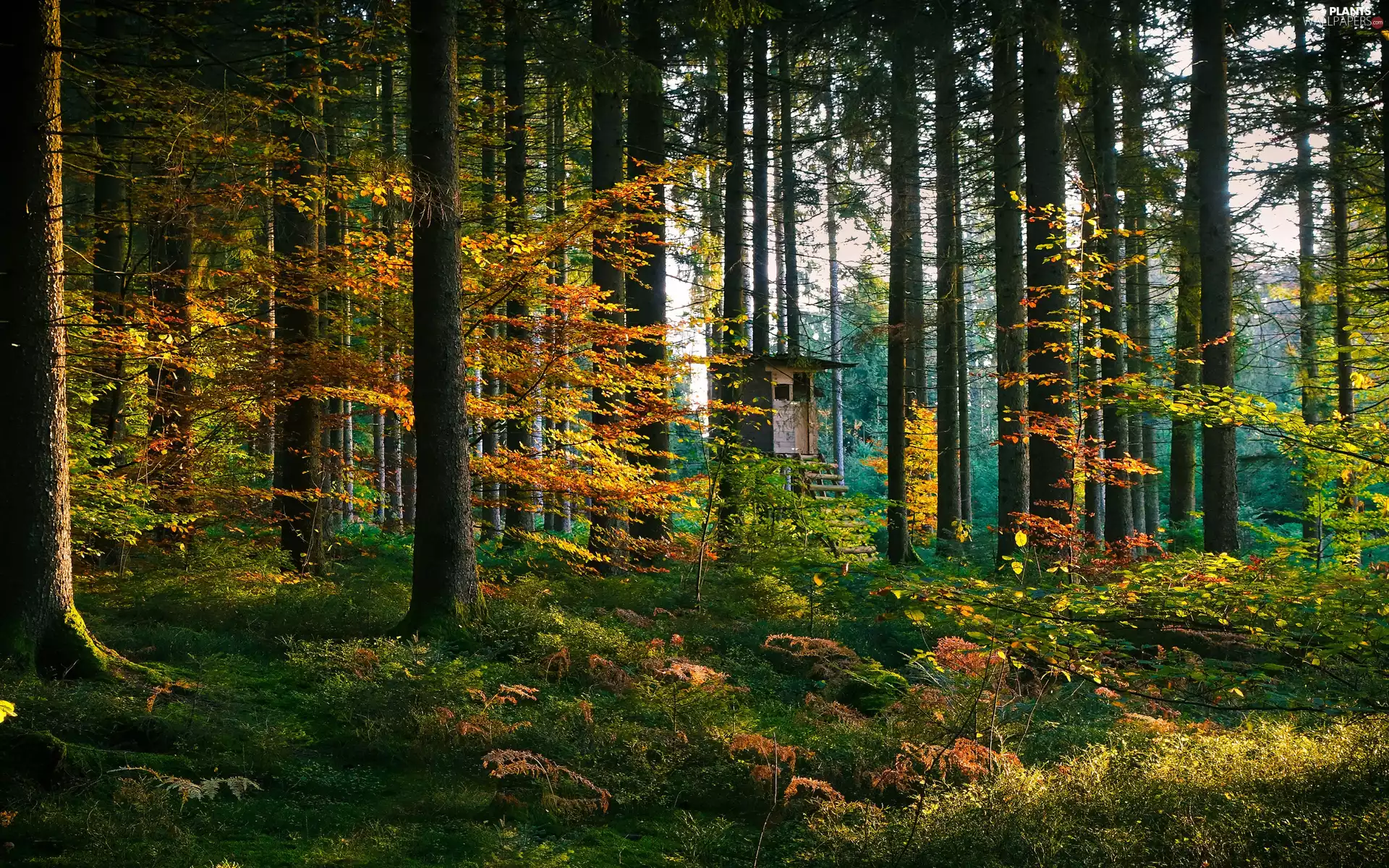 trees, autumn, Ladder, Home, viewes, forest