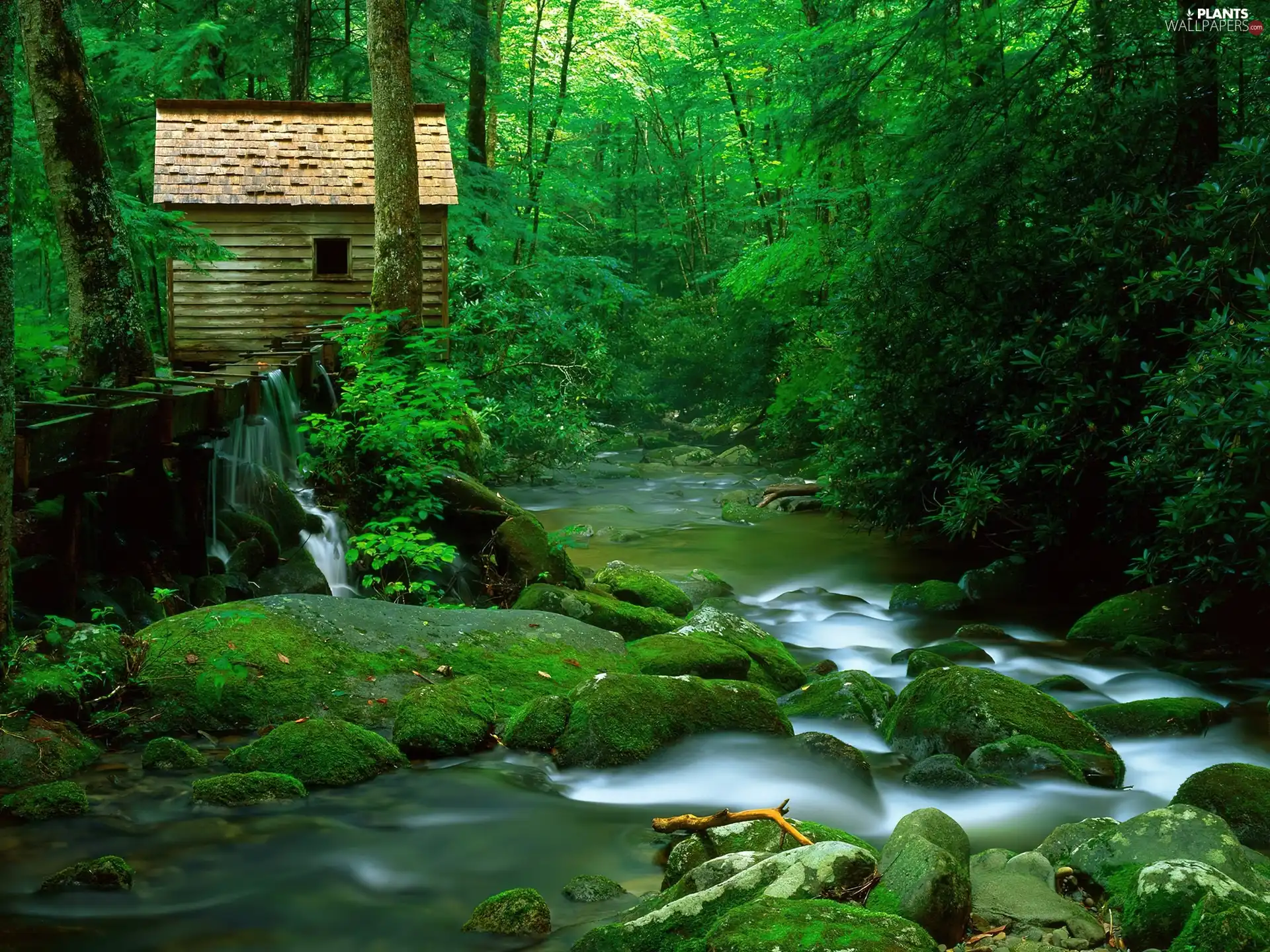 forest, Stones, Home, River