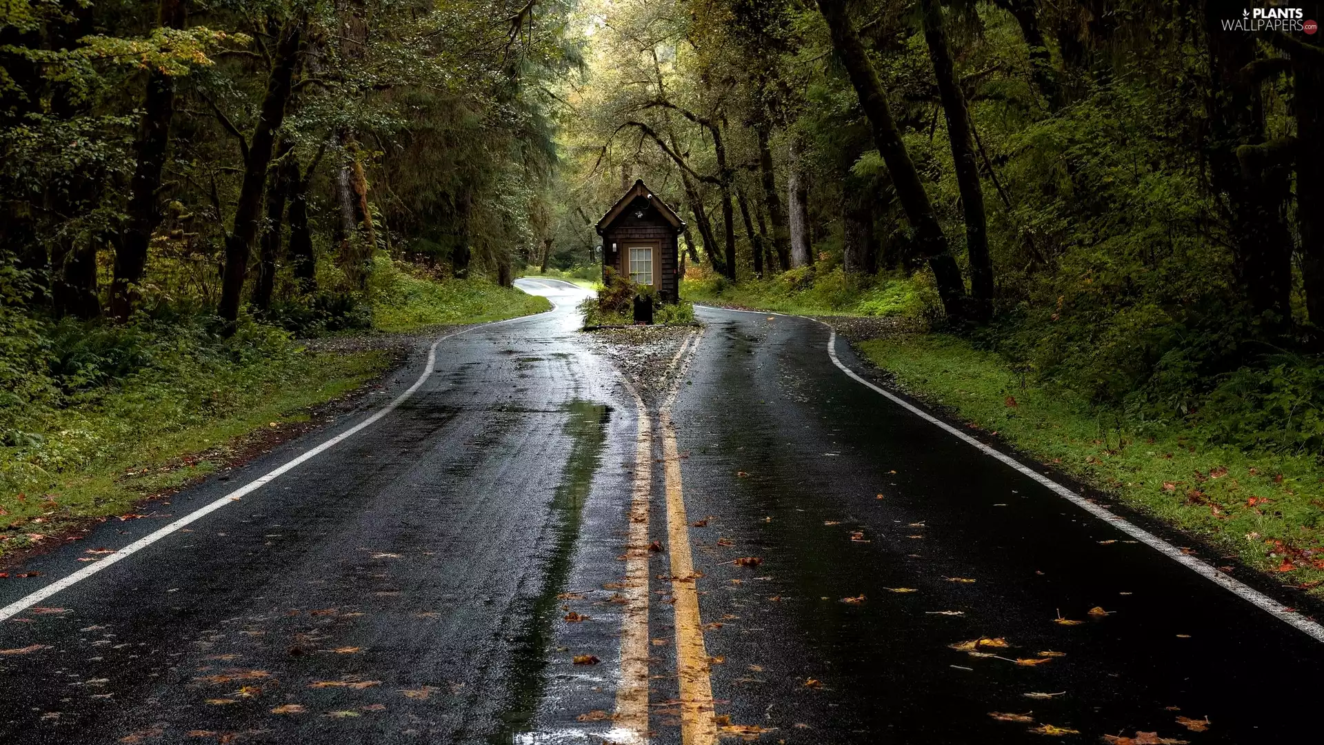 viewes, Home, forest, trees, Way