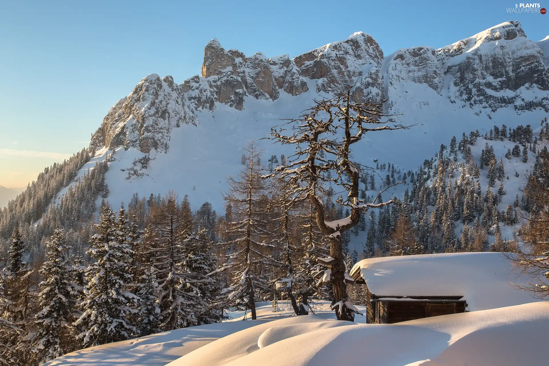 Home, winter, trees, viewes, rocks