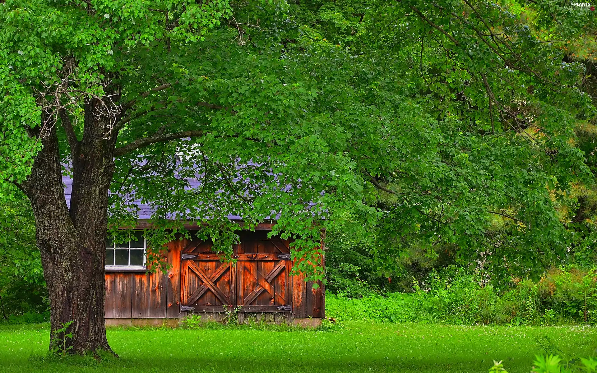 wooden, cote, trees, Home