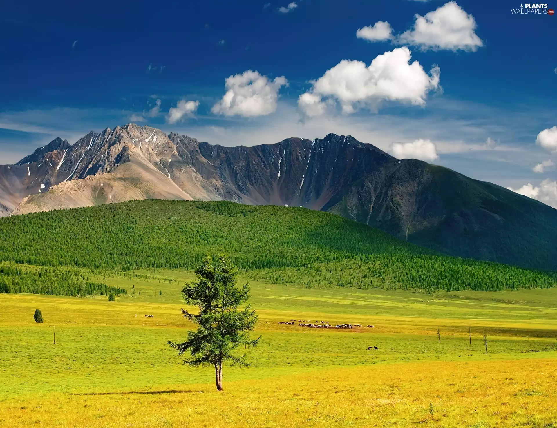 Meadow, green, little doggies, sapling, Mountains, Yellow Honda