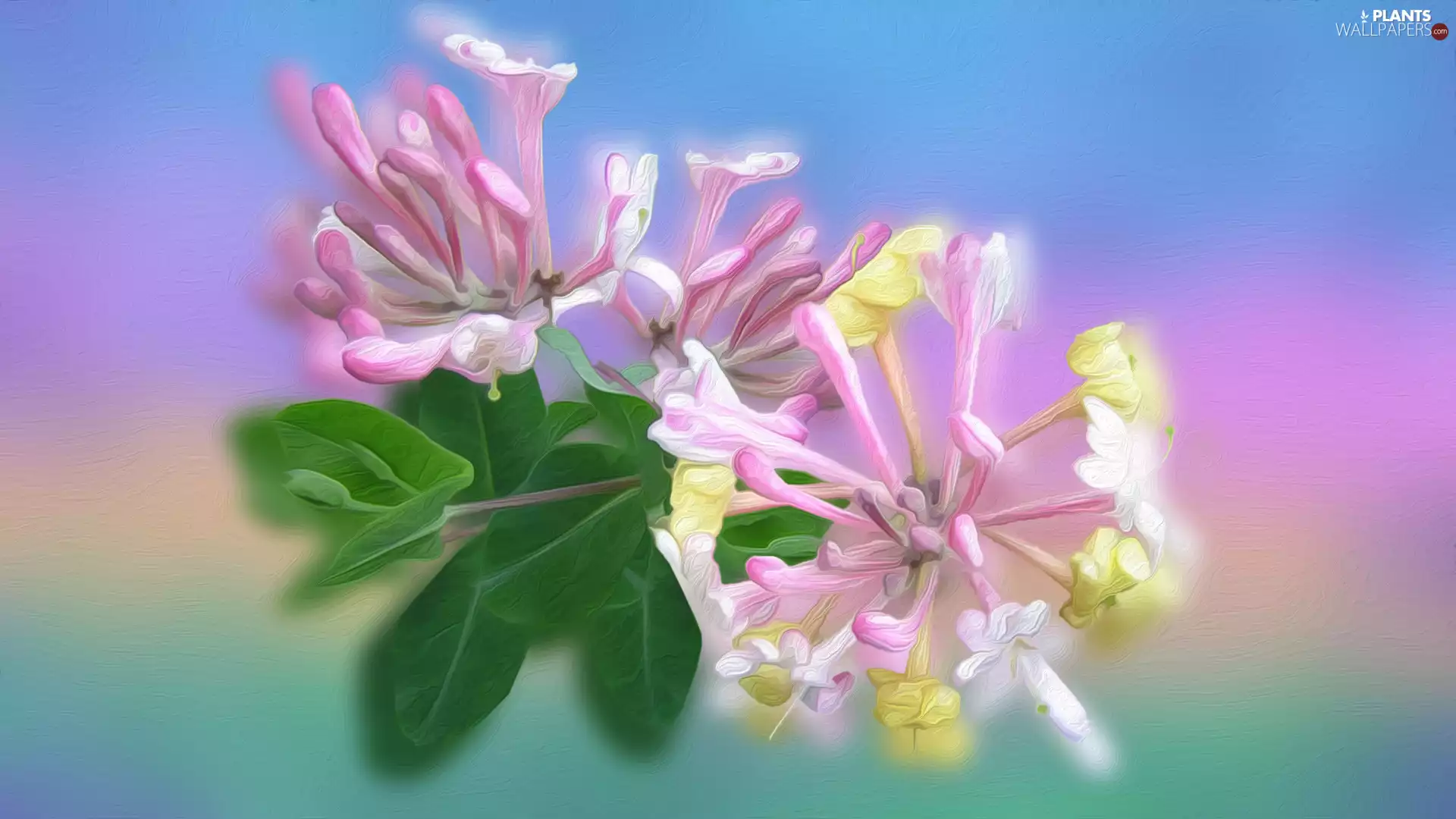 graphics, Colourfull Flowers, Honeysuckle