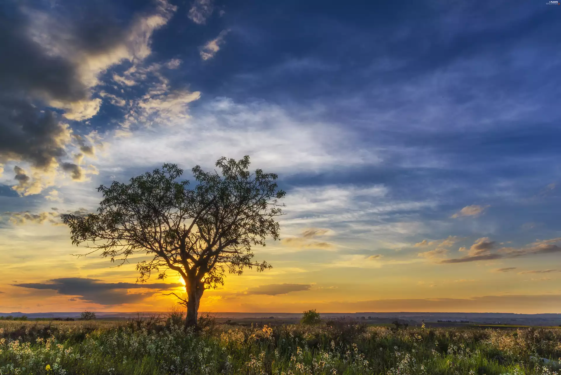 clouds, west, trees, horizon, Meadow, sun