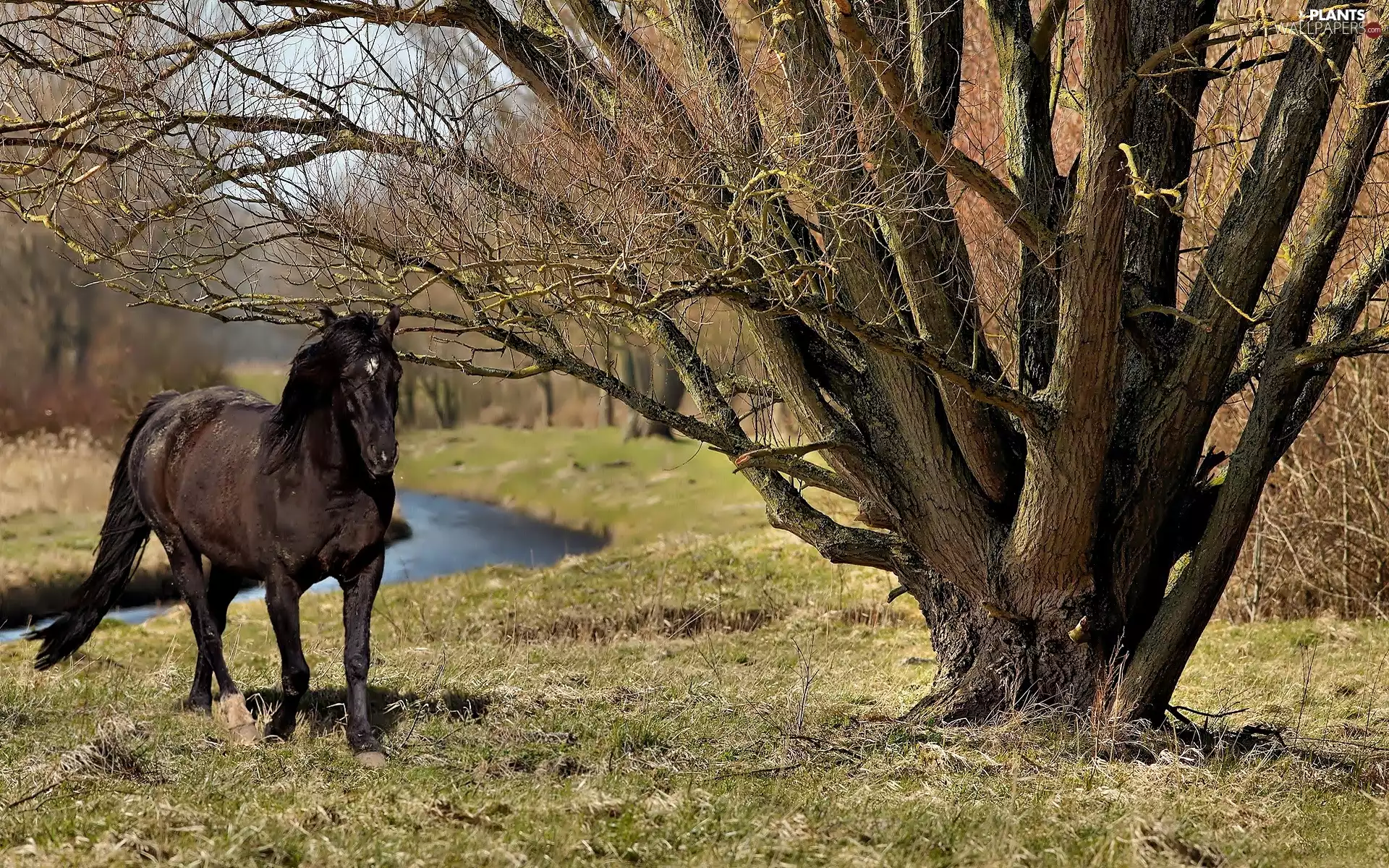 Black, trees, viewes, Horse