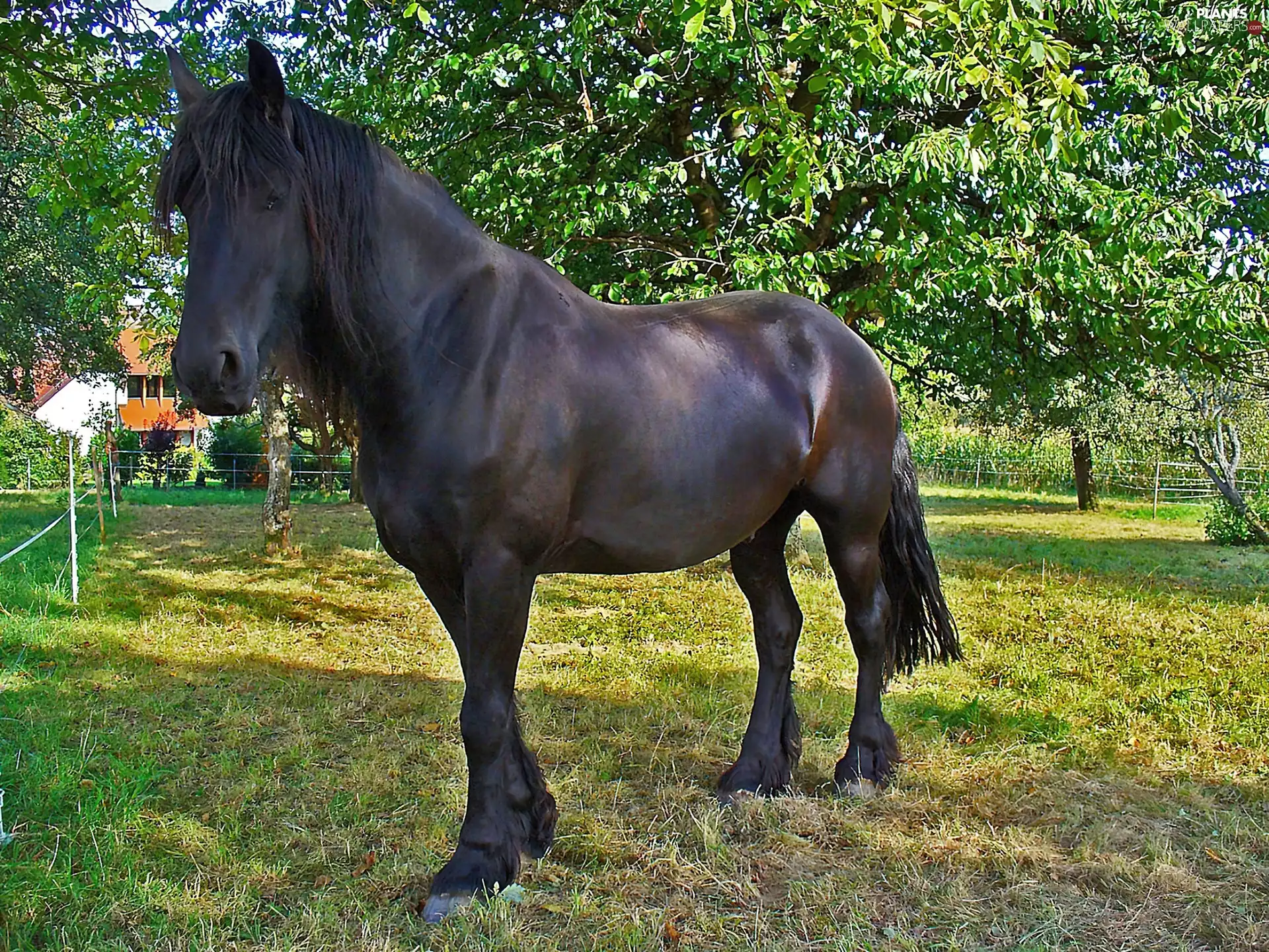 sea-horse, trees, viewes, Meadow