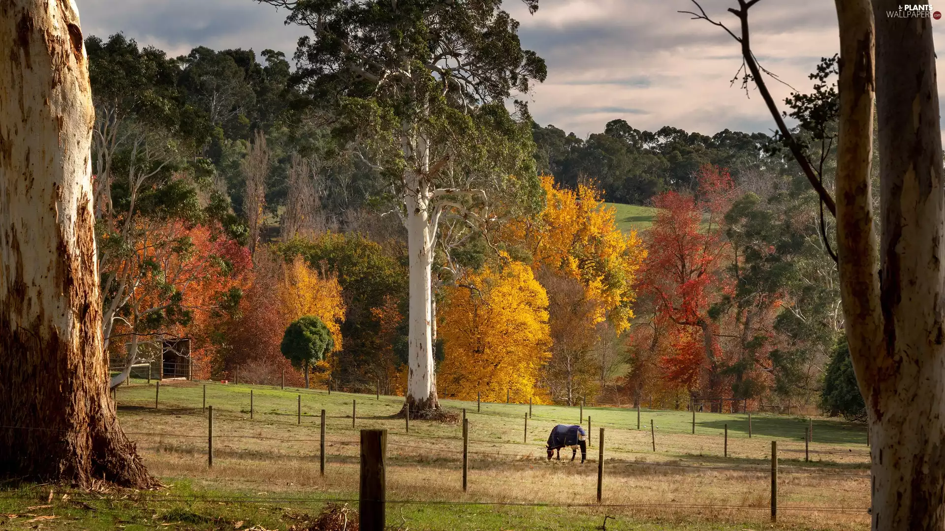 trees, autumn, viewes, Hill, car in the meadow, clouds, Horse, fence, pasture