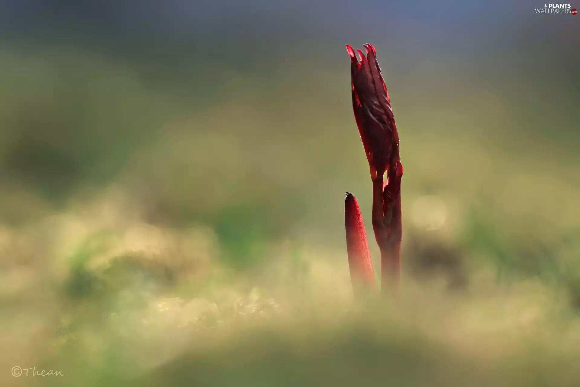 red hot, Leaf, Spring, plant