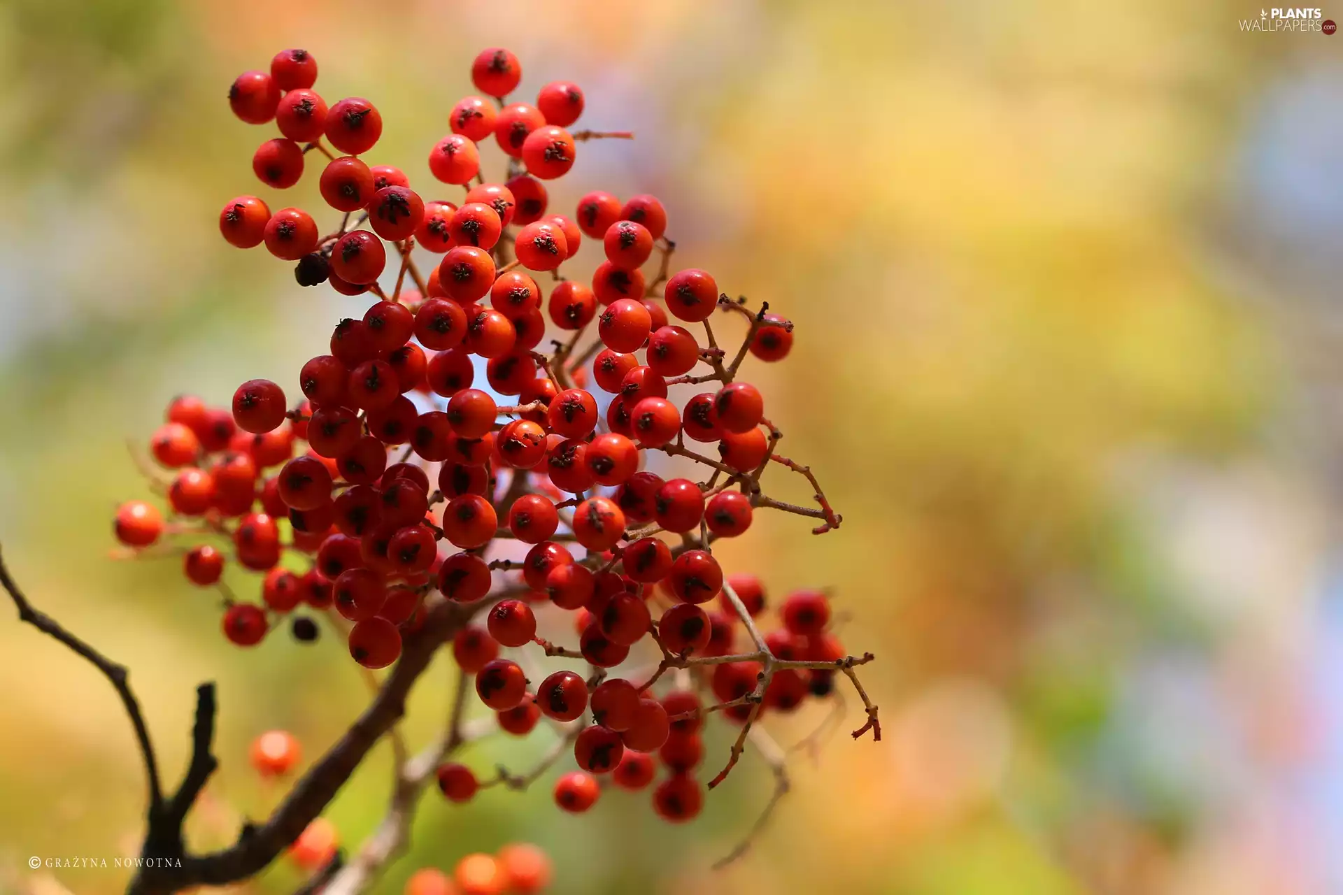 red hot, Mountain Ash, Plant