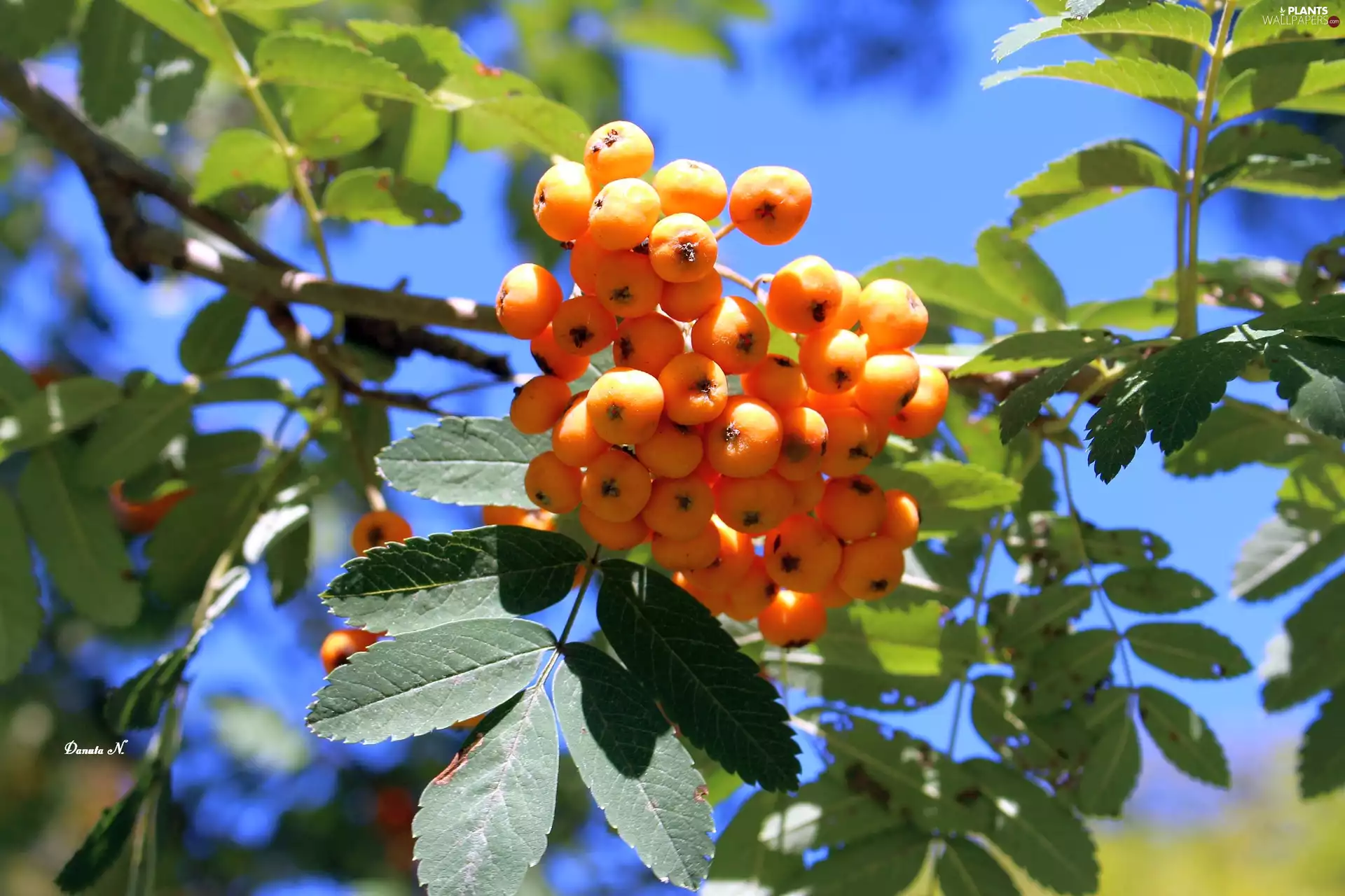 Leaf, summer, red hot, twig, Plant