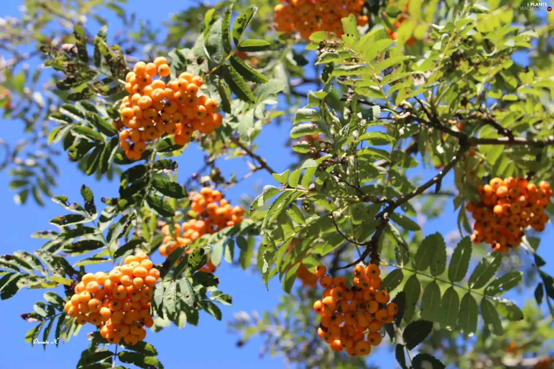 summer, Park, red hot, Leaf, Plant