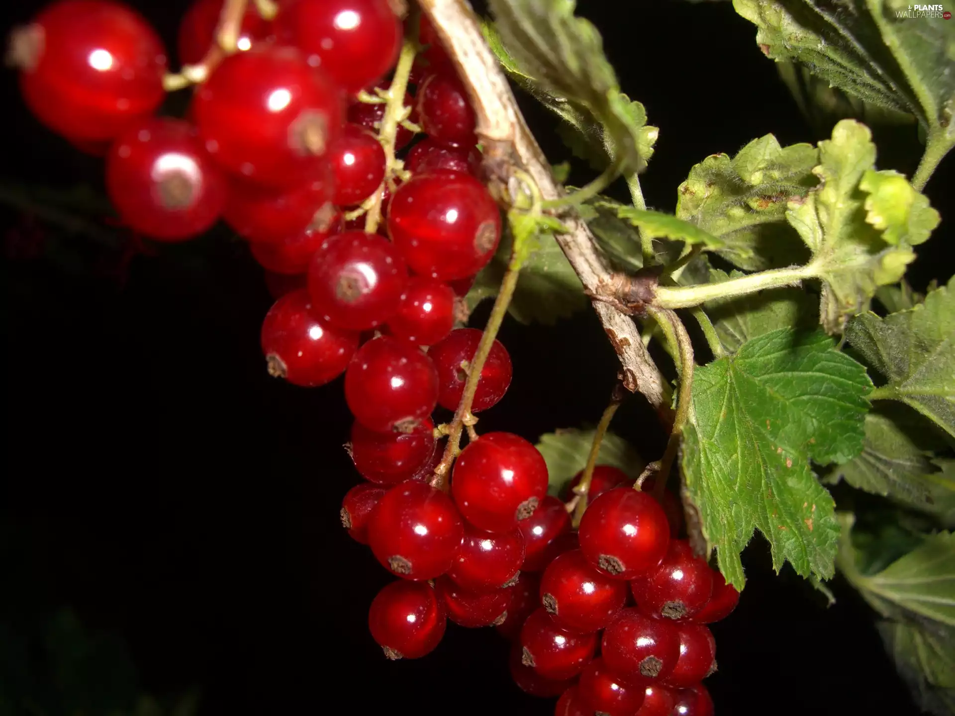 red hot, twig, Leaf, currant