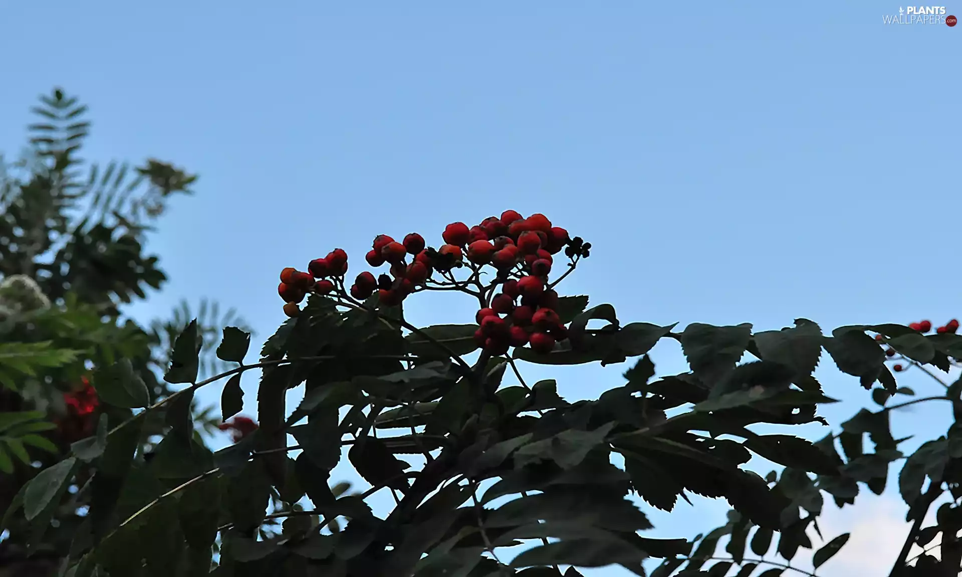 red hot, twig, Sky, Plant