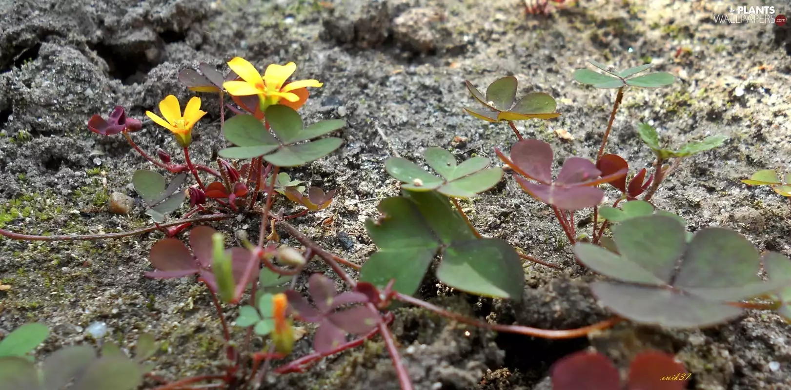 red hot, Yellow, Flowers, trefoil