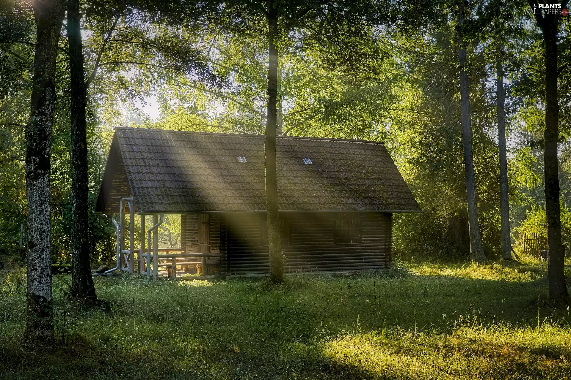 viewes, light breaking through sky, forest, trees, house