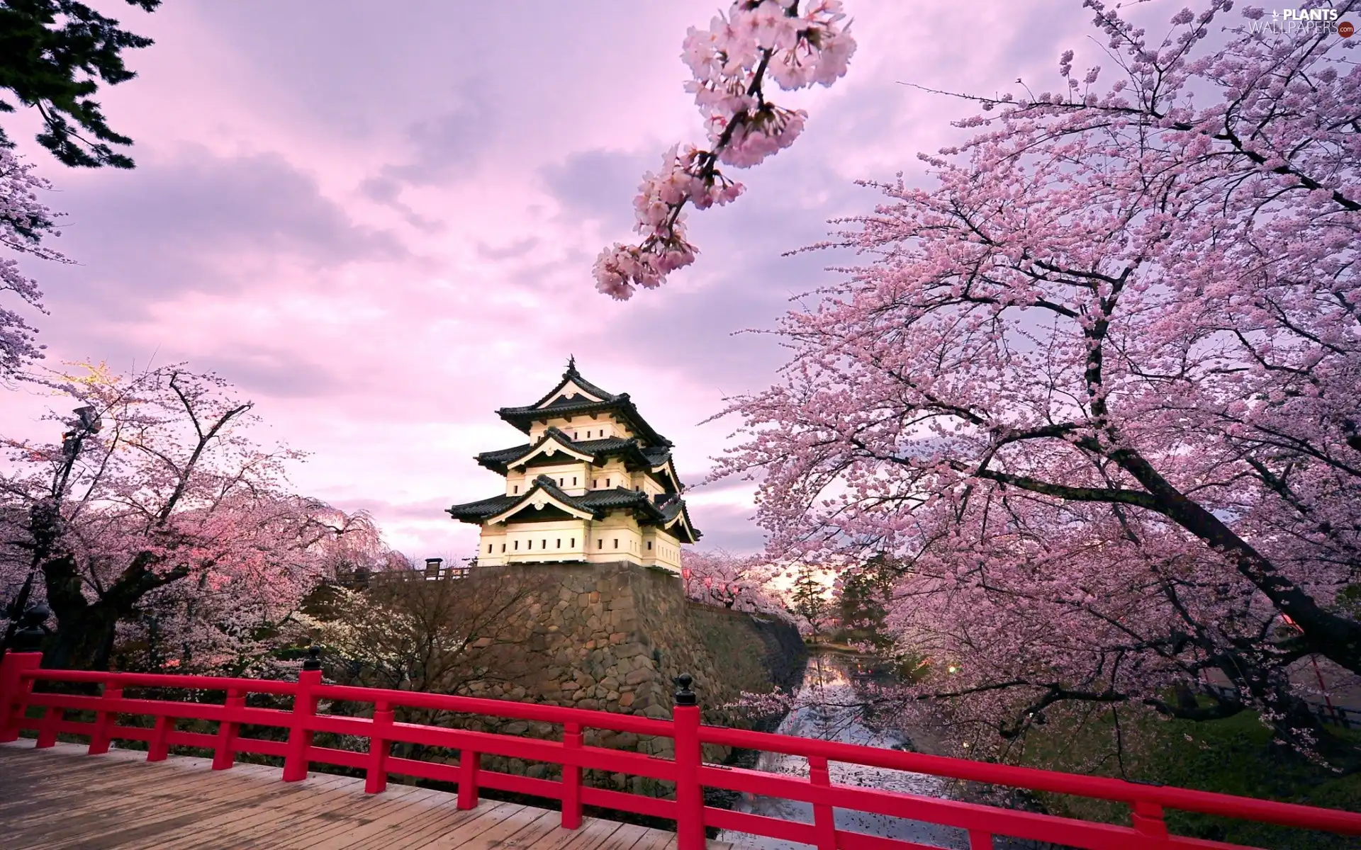 house, Blossoming, cherry