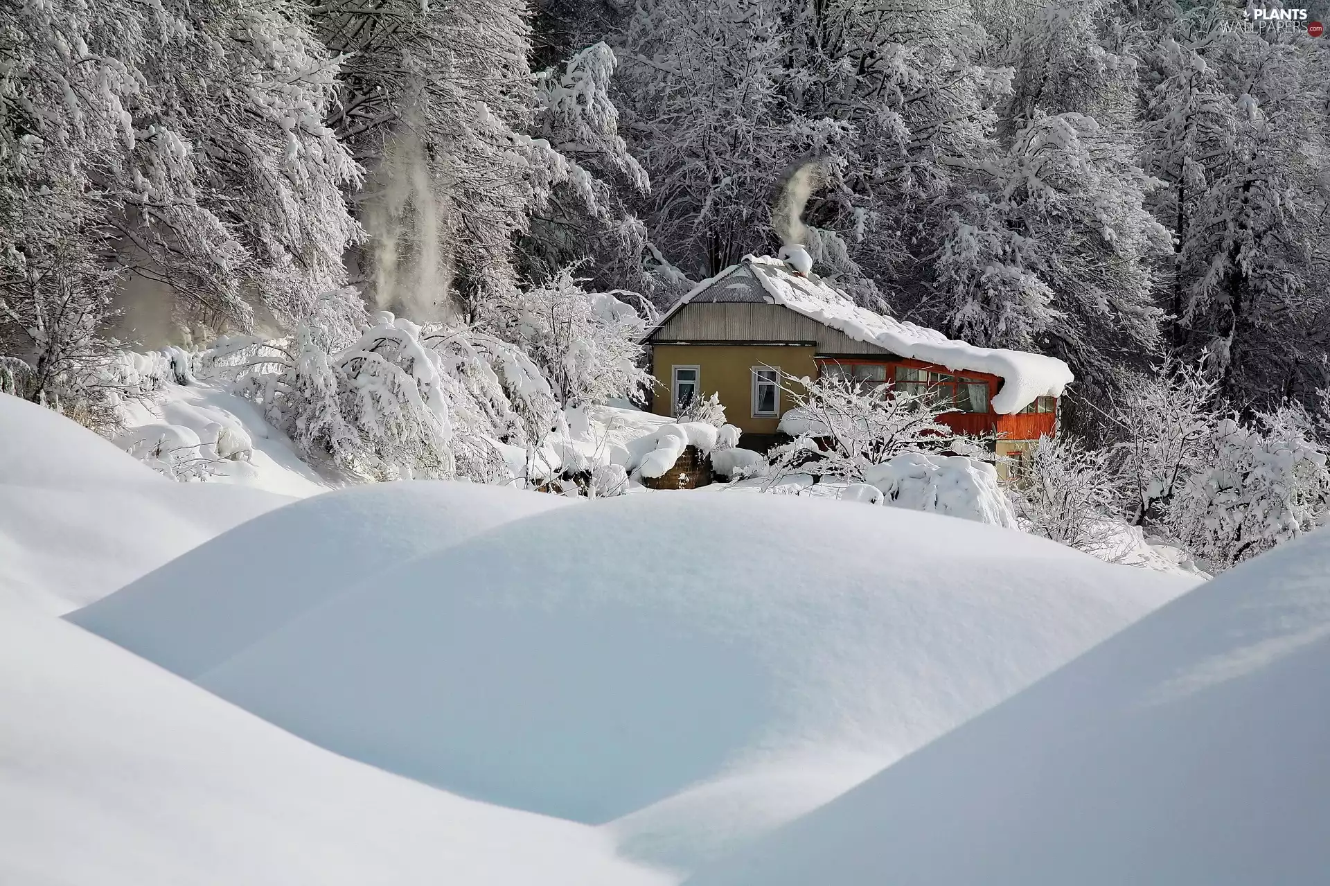 trees, viewes, drifts, wooden, snow, forest, winter, house
