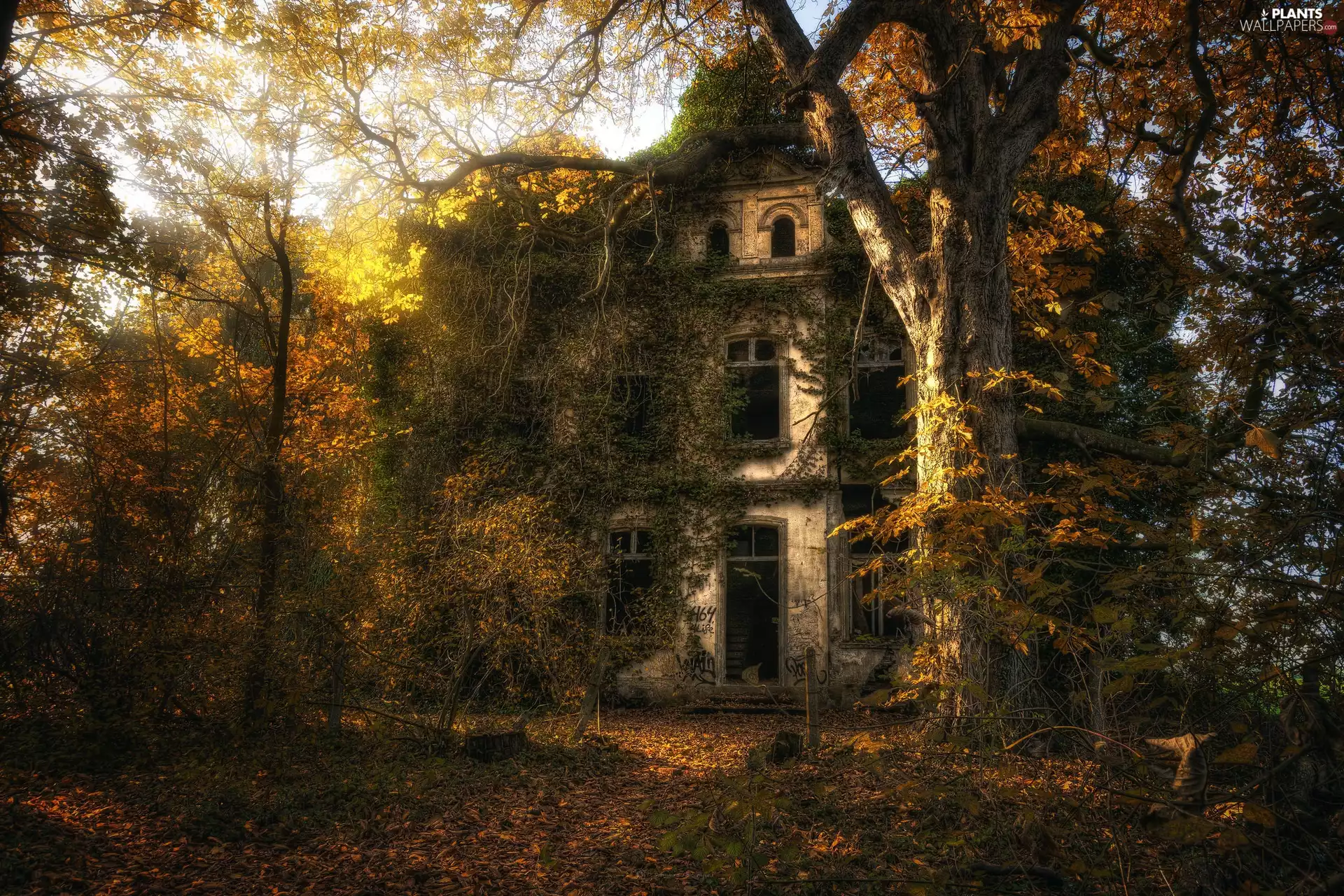 trees, autumn, abandoned, house, viewes, forest