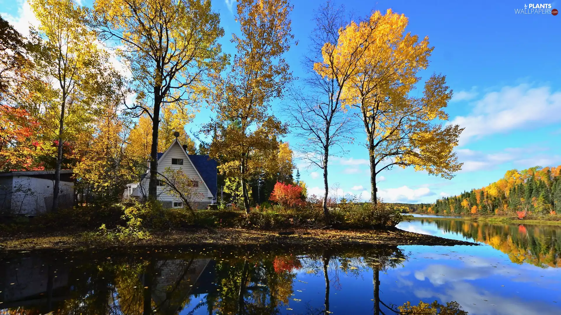 trees, autumn, lake, house, viewes, forest
