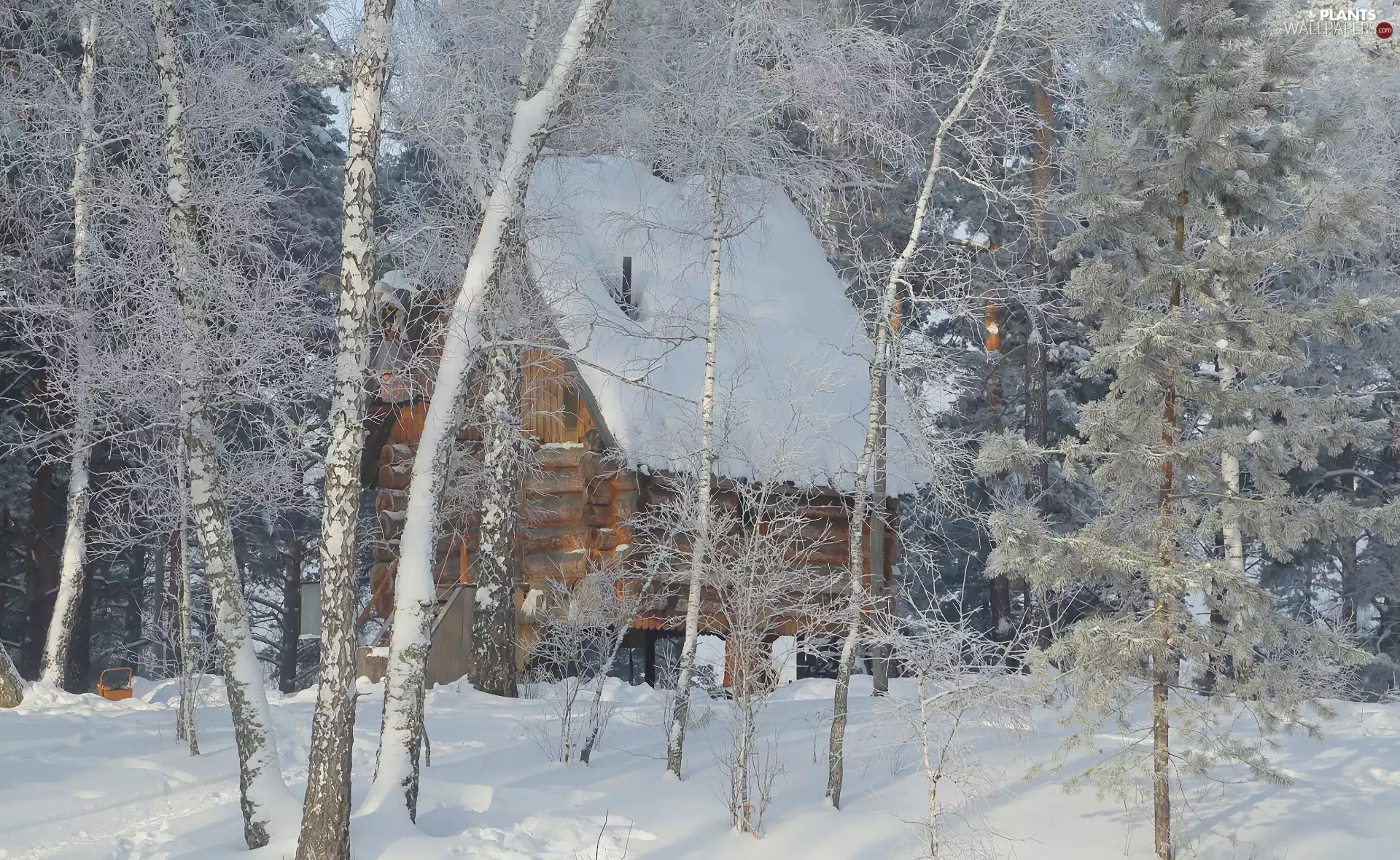trees, winter, wooden, house, viewes, forest
