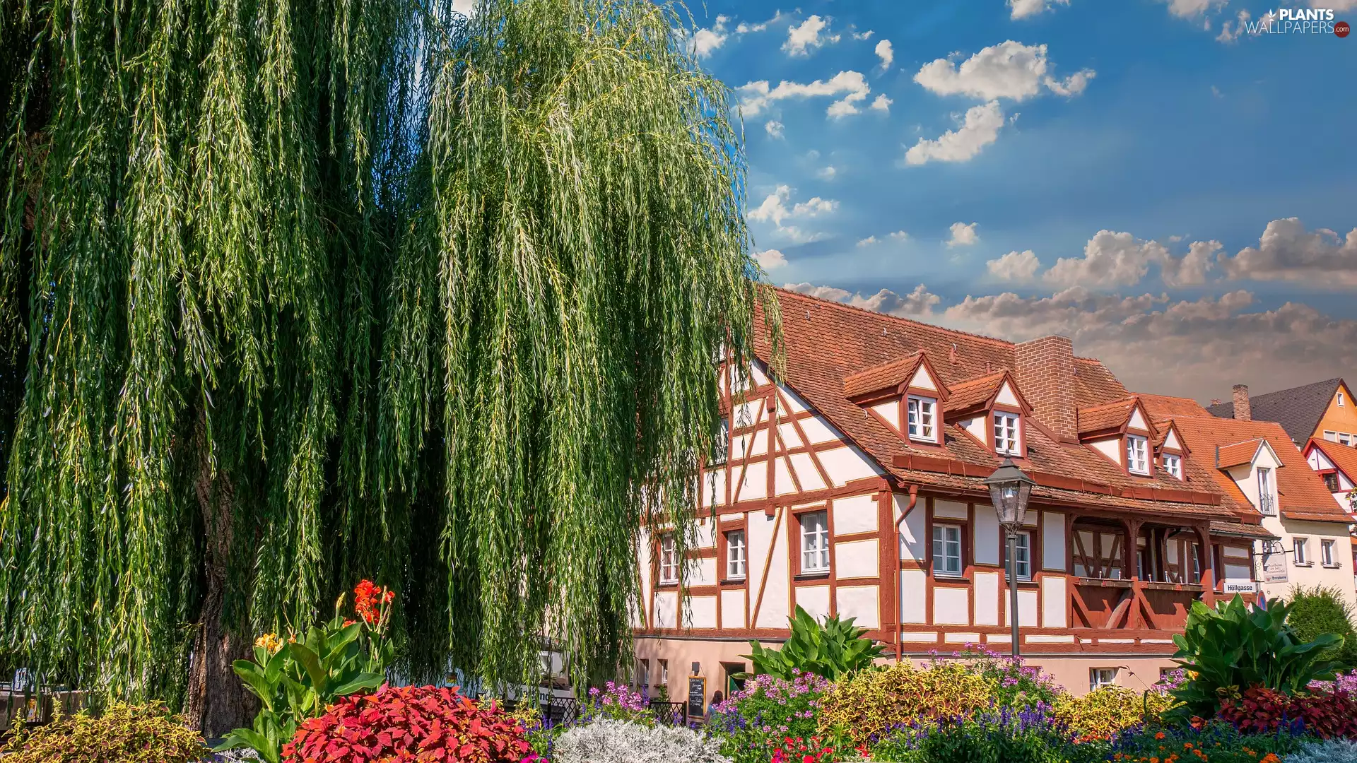Flowers, house, Golden Weeping Willow