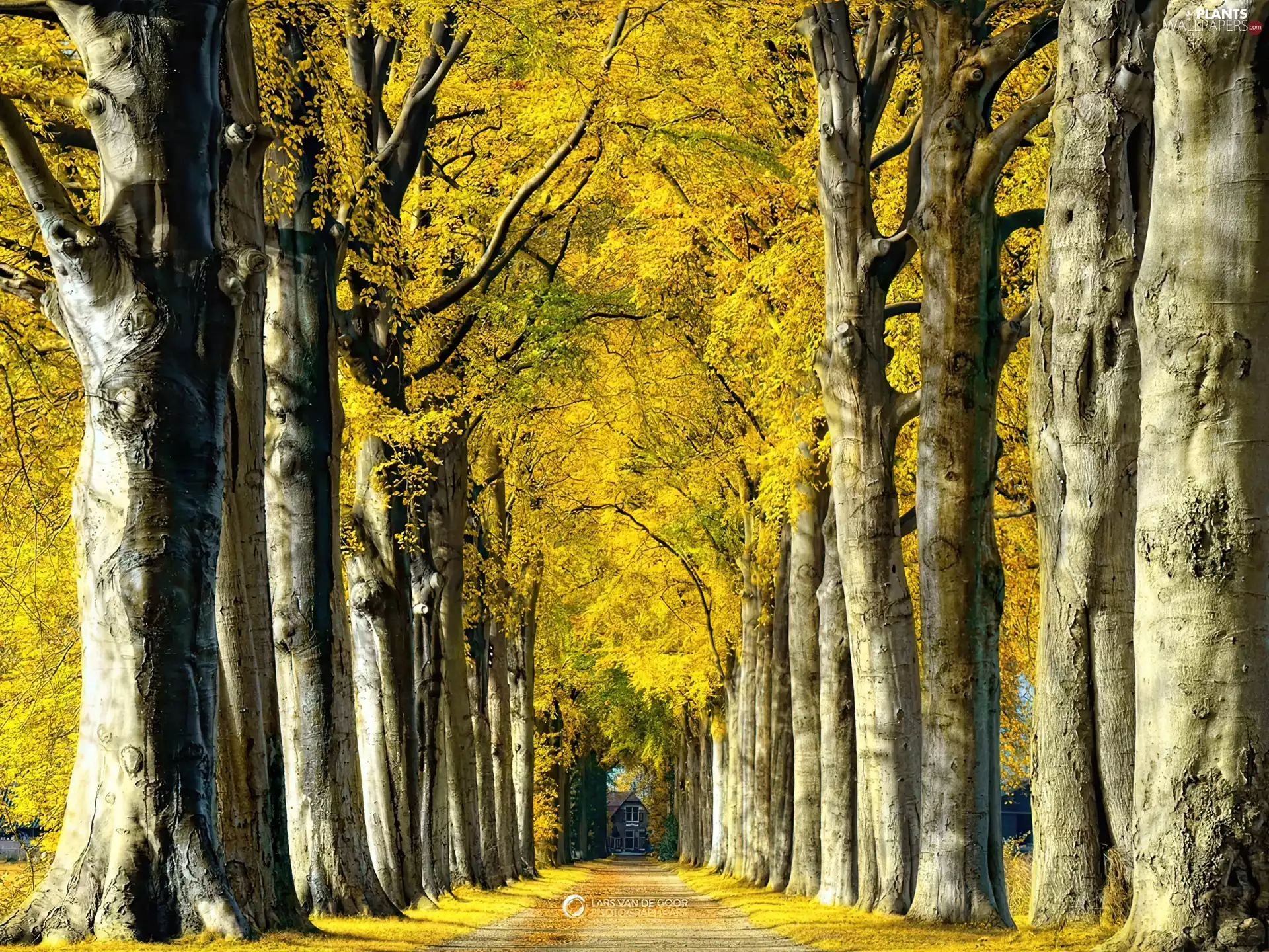 viewes, House, high, trees, alley