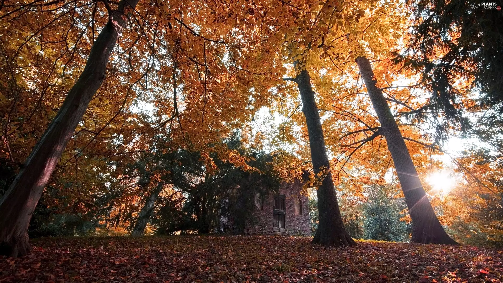 house, trees, rays of the Sun, viewes, Park, Leaf, autumn